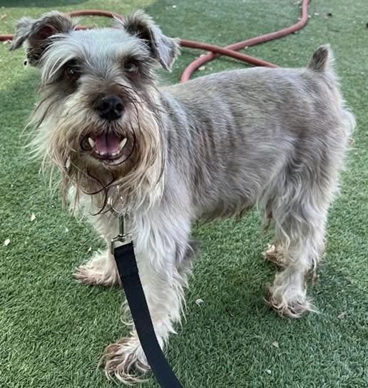 Enlarge Benny, a Adopted Miniature Schnauzer in Cape Coral, FL image 1/1
