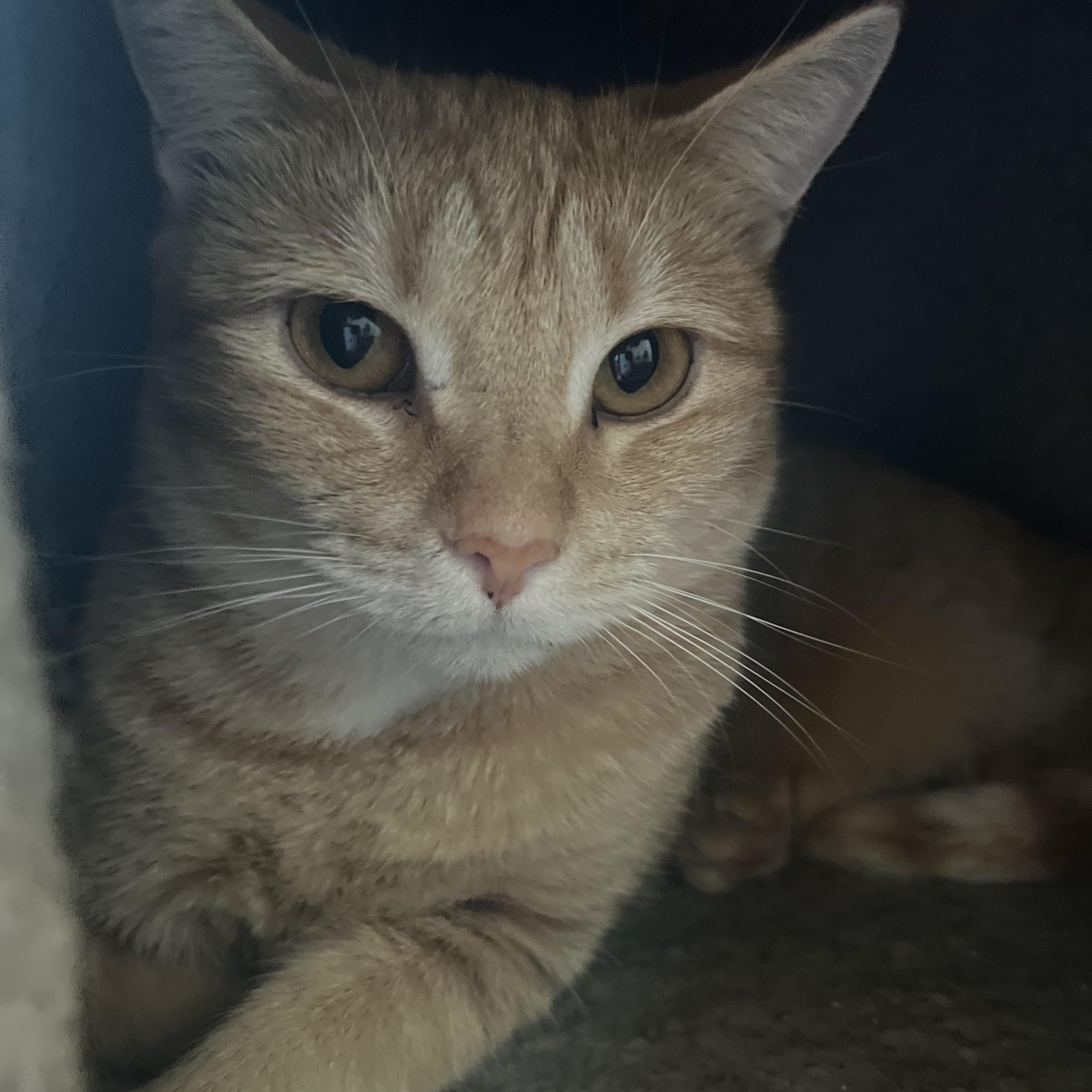 Enlarge DD after Dorothy Dietrich (the escapeologist), a Adoptable Domestic Short Hair in Woodstock, GA image 1/3