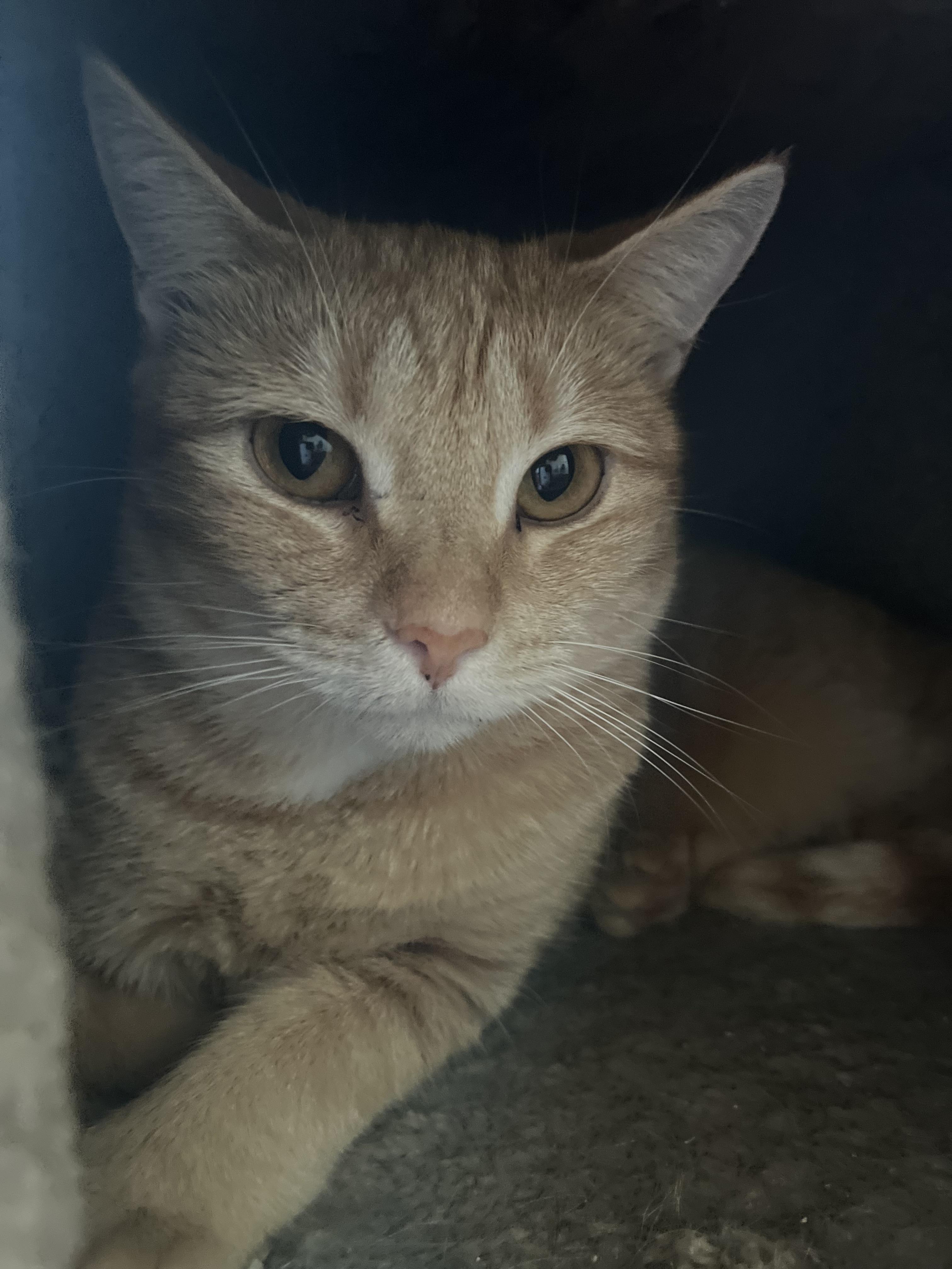 Enlarge DD after Dorothy Dietrich (the escapeologist), a Adoptable Domestic Short Hair in Woodstock, GA image 1/3