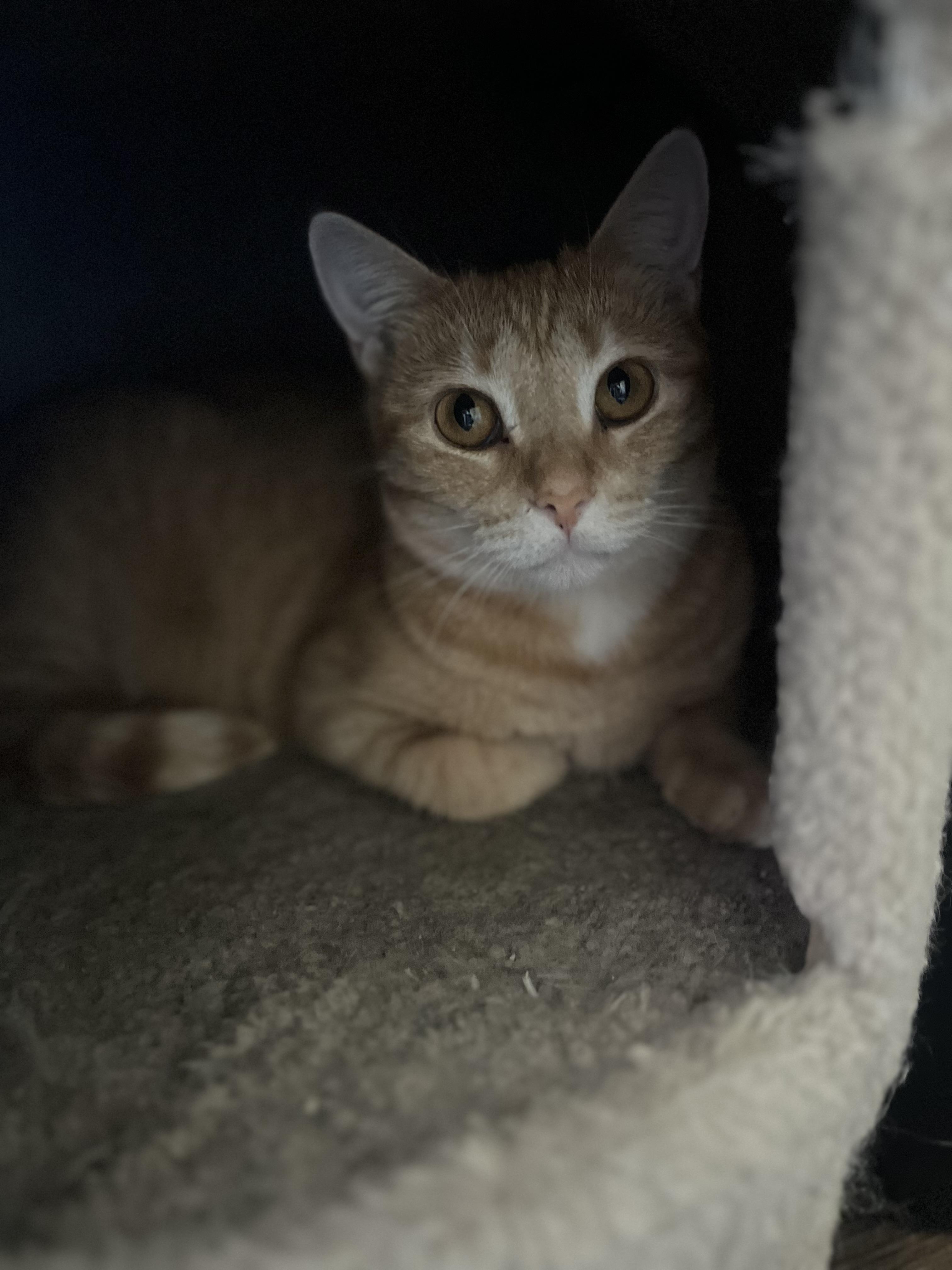 Enlarge DD after Dorothy Dietrich (the escapeologist), a Adoptable Domestic Short Hair in Woodstock, GA image 2/3