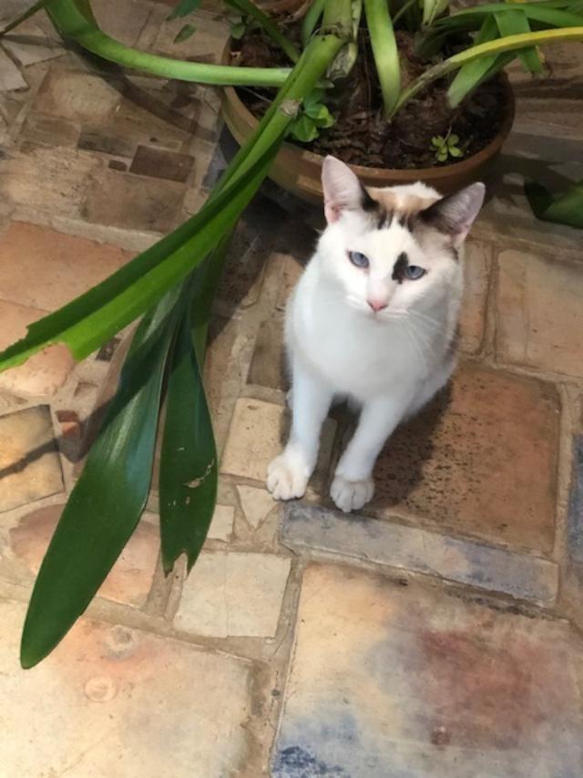 Enlarge Donnie (Sponsored), a Adoptable mixed breed in Pittsboro, NC image 2/3