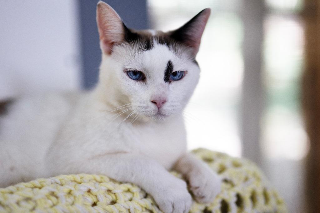 Enlarge Donnie (Sponsored), a Adoptable mixed breed in Pittsboro, NC image 4/4