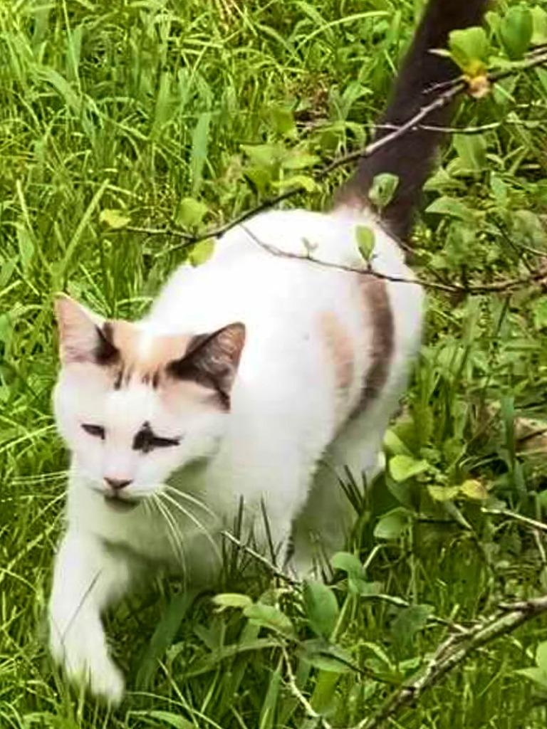 Donnie (Sponsored), a Adoptable mixed breed in Pittsboro, NC image 2/3