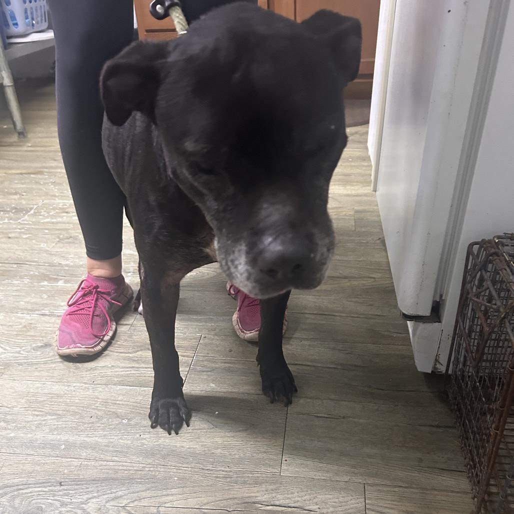 Enlarge Snoopy, a Adoptable American Staffordshire Terrier in Summerville, SC image 1/1