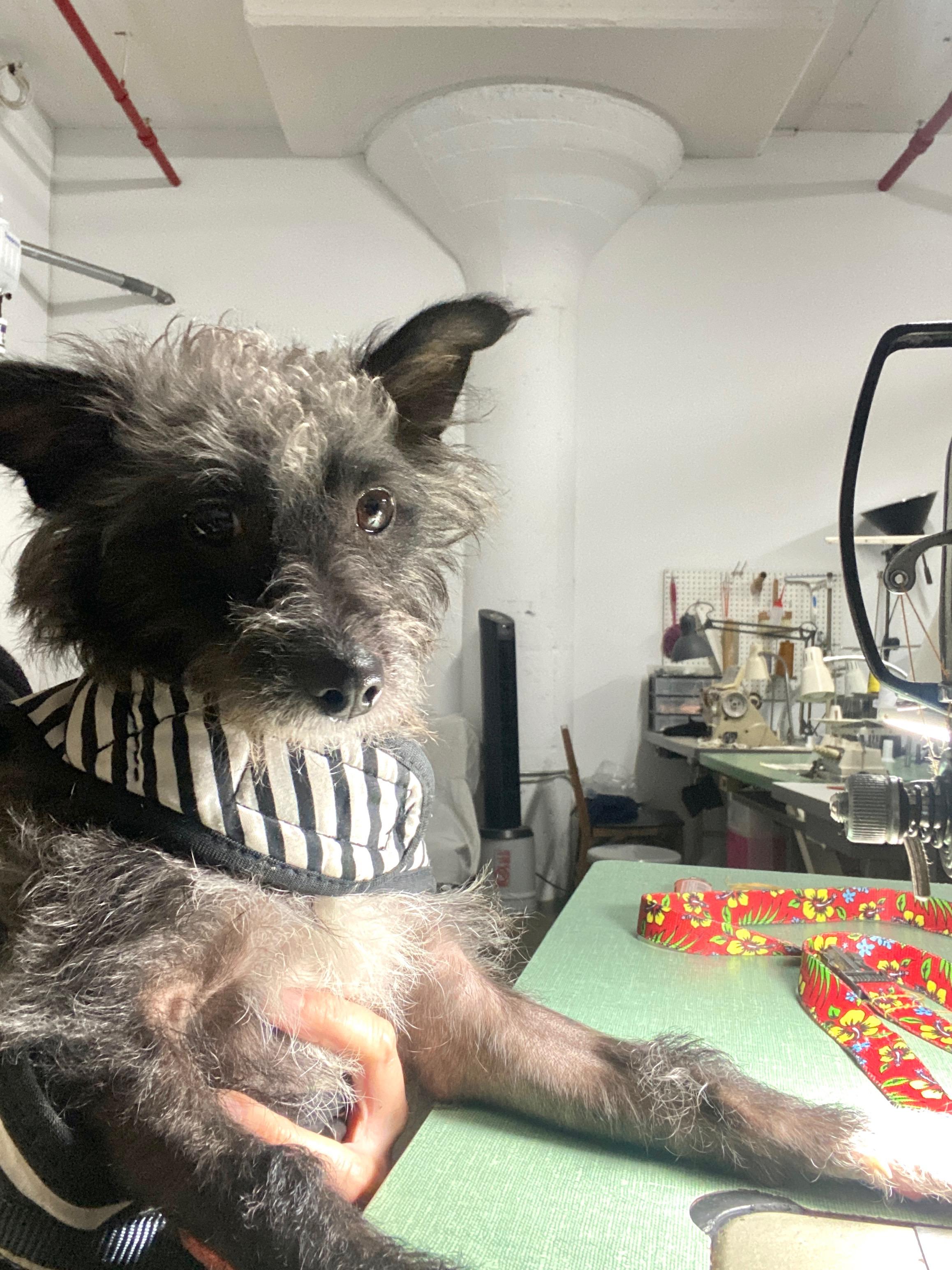 Enlarge Gilbert, a ADOPTABLE Mixed Breed in Los Angeles, CA image 1/1