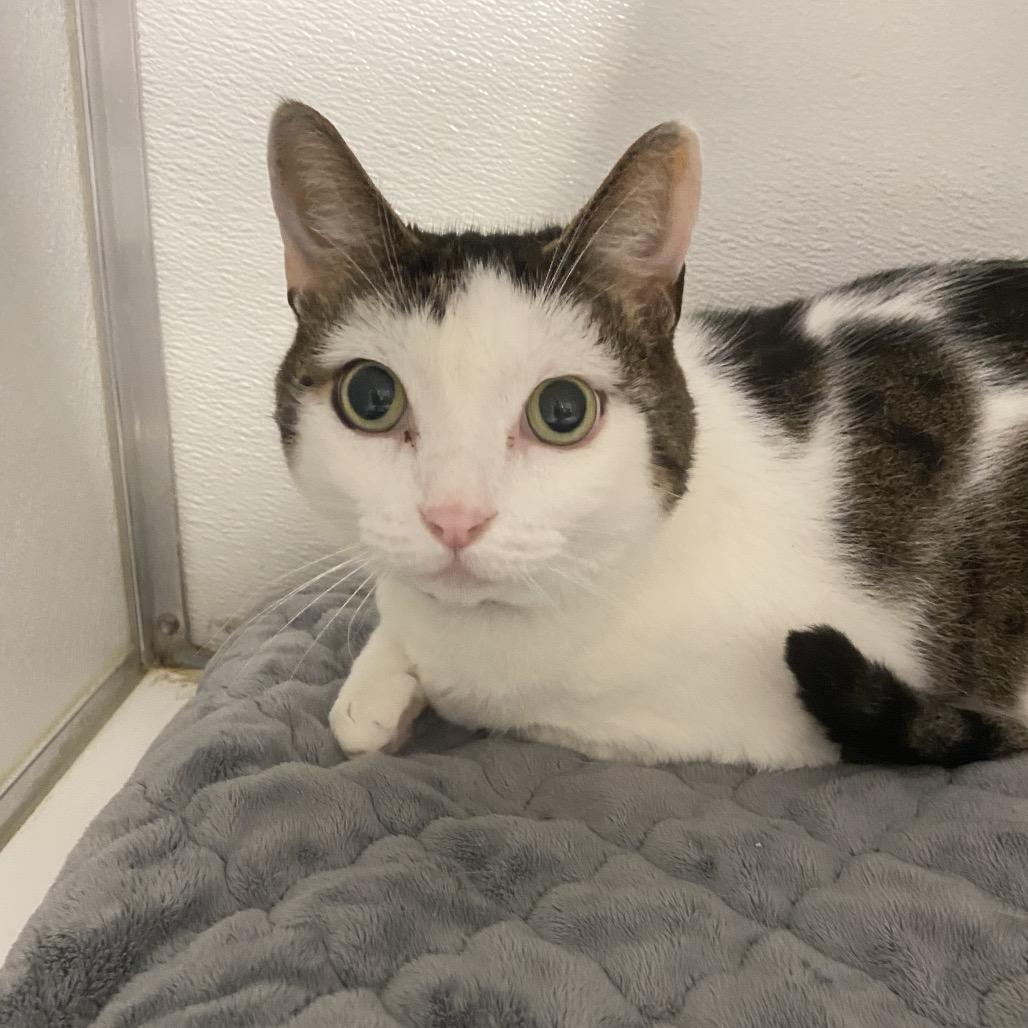 Jupiter, Adoptable, Senior Male Domestic Short Hair & Domestic Short Hair.