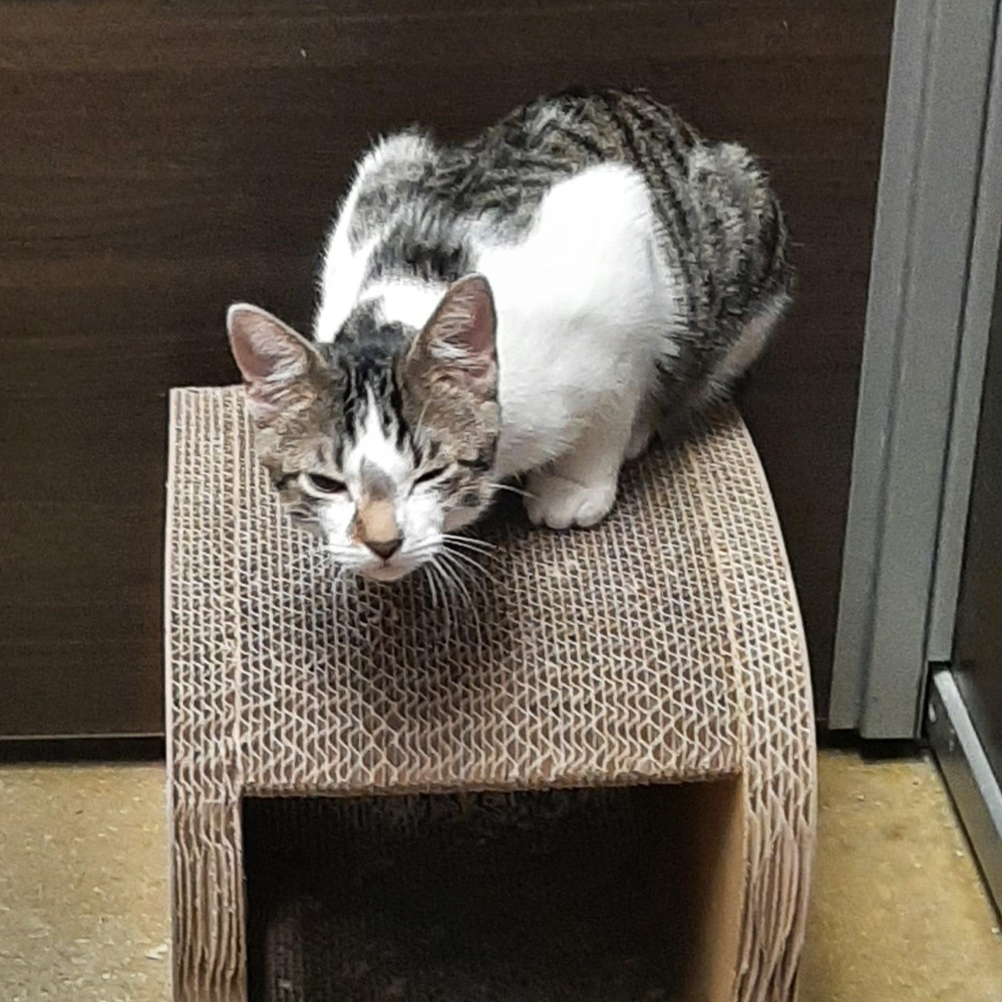 Andy, a Adoptable Domestic Short Hair in Belleville, IL image 2/6