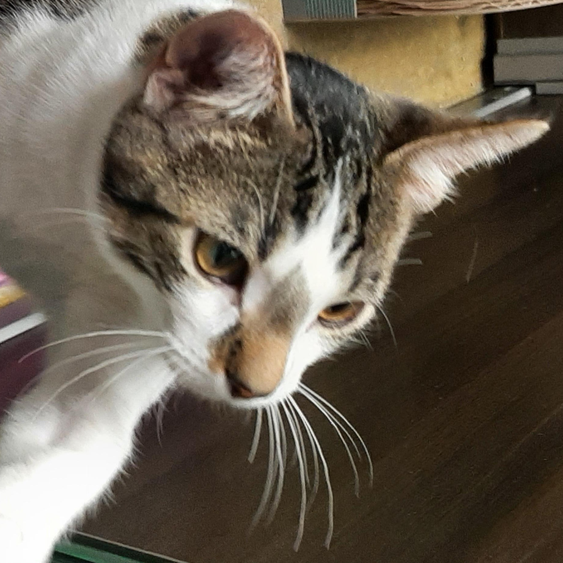 Andy, a Adoptable Domestic Short Hair in Belleville, IL image 1/6