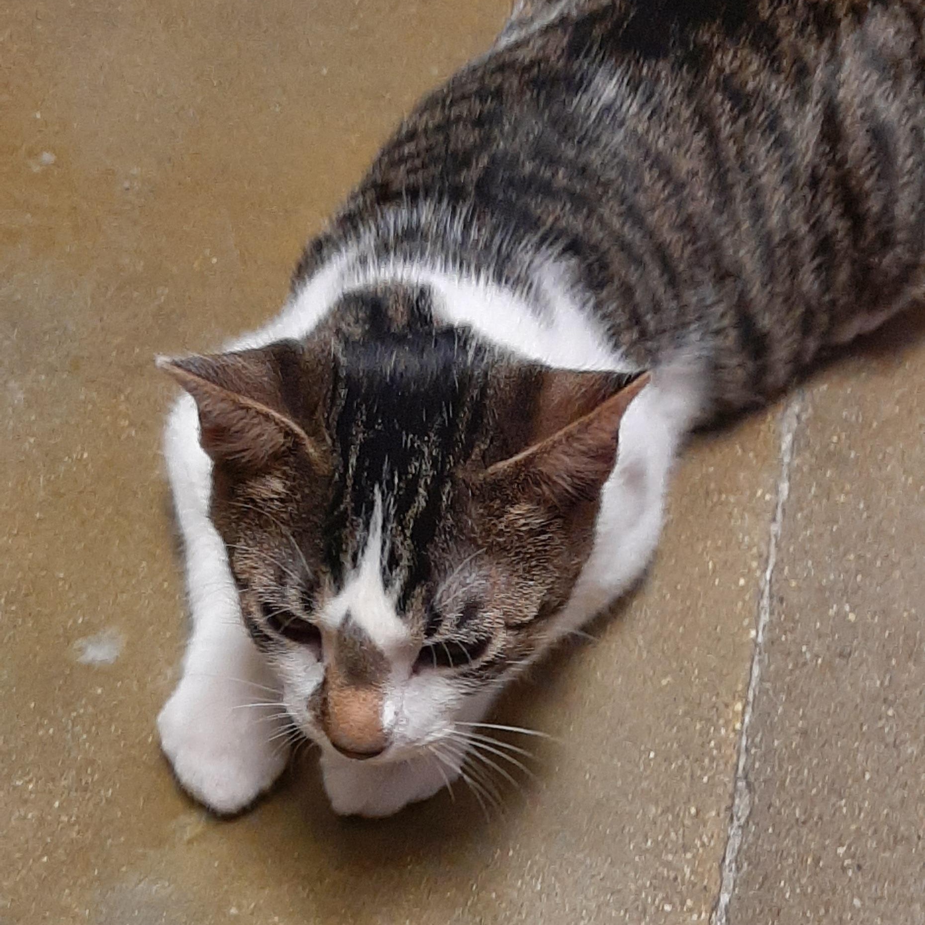 Andy, a Adoptable Domestic Short Hair in Belleville, IL image 3/6