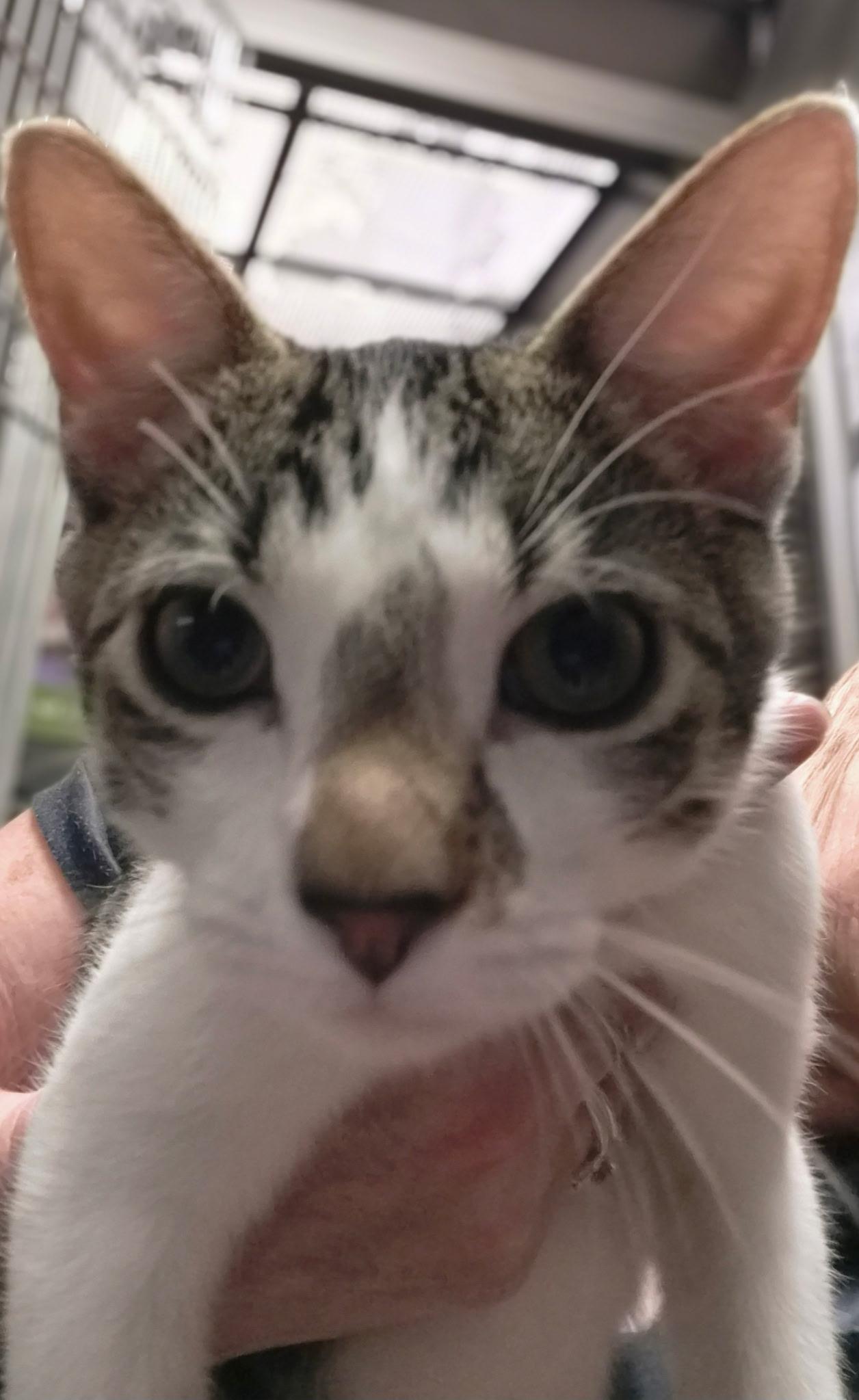 Andy, a Adoptable Domestic Short Hair in Belleville, IL image 5/6
