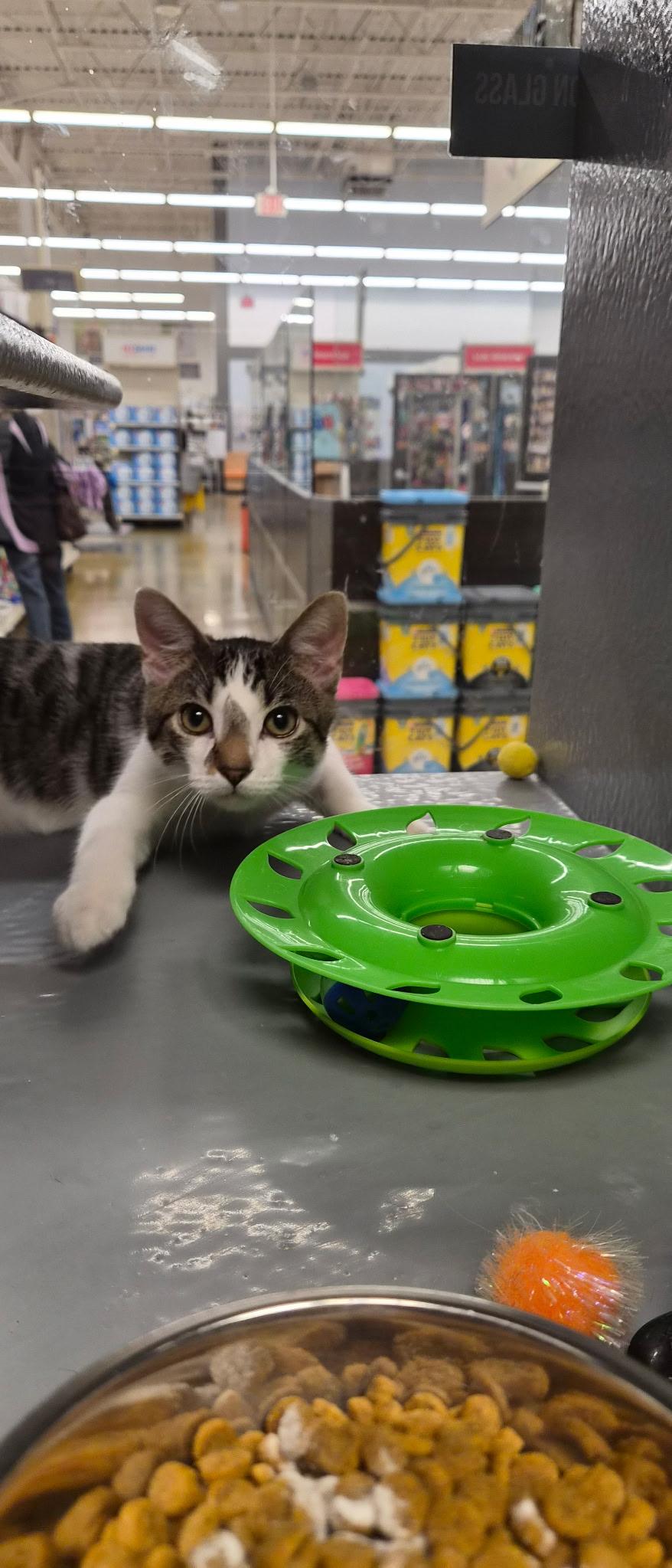 Andy, a Adoptable Domestic Short Hair in Belleville, IL image 6/6