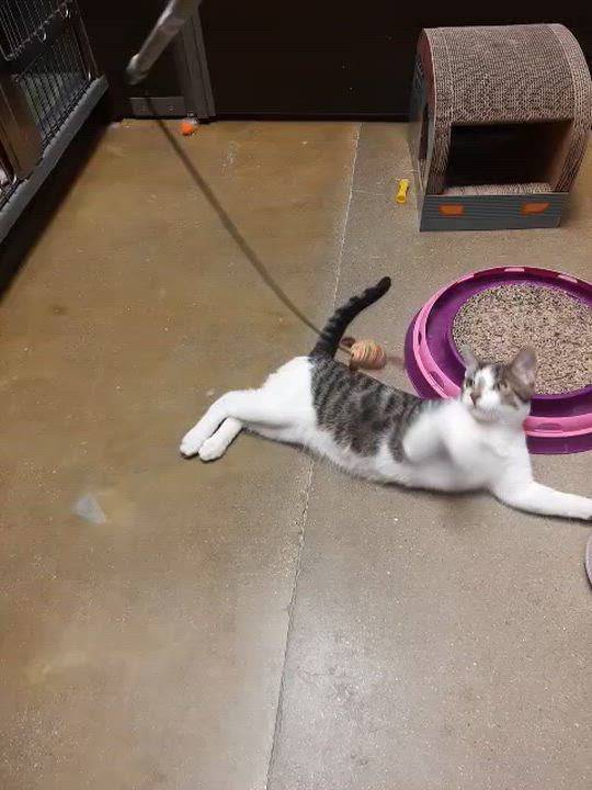Enlarge Andy, a Adoptable Domestic Short Hair in Belleville, IL video 4/6