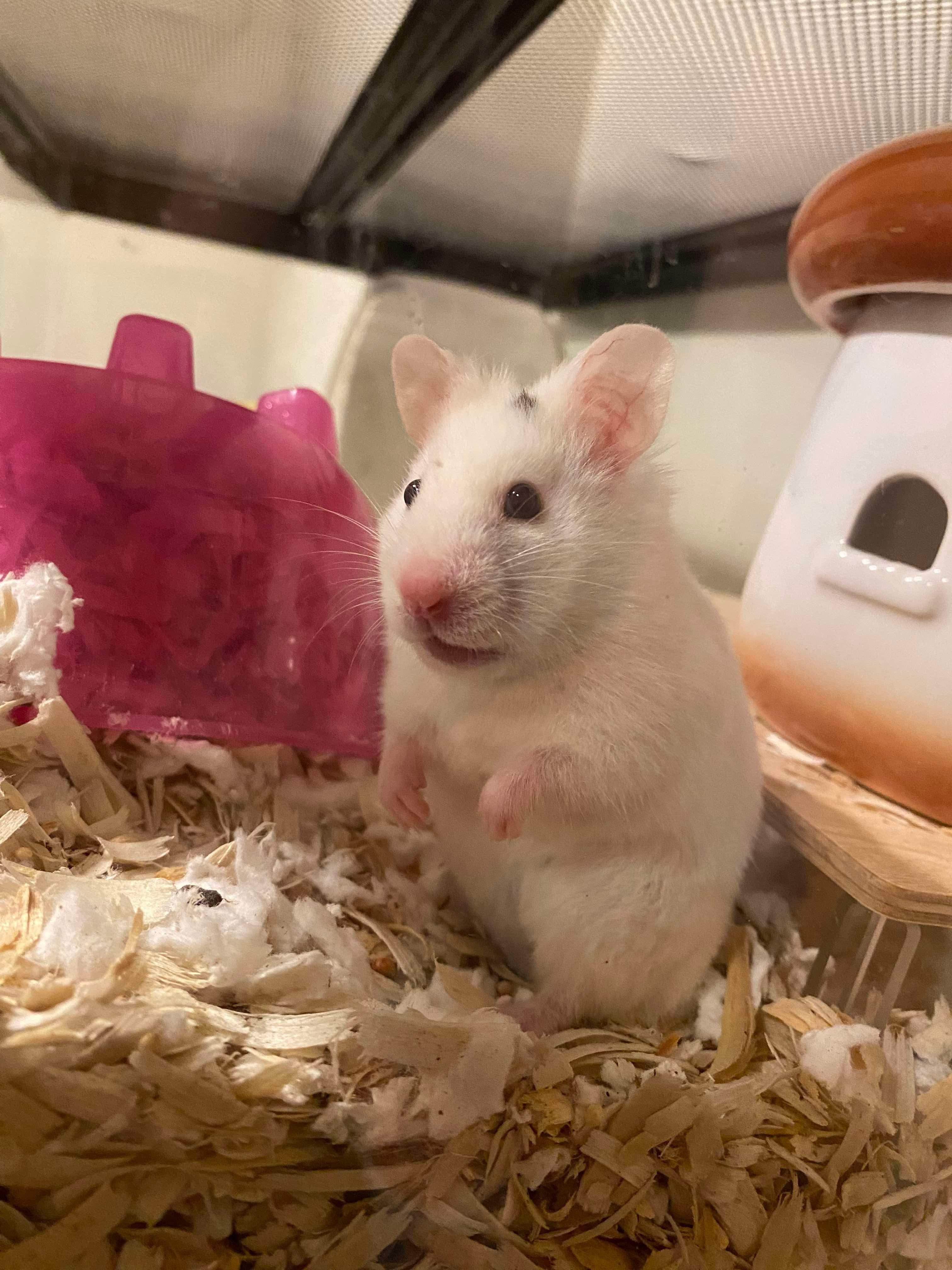 Enlarge Pearl, a Adopted Hamster in Higganum, CT image 1/4