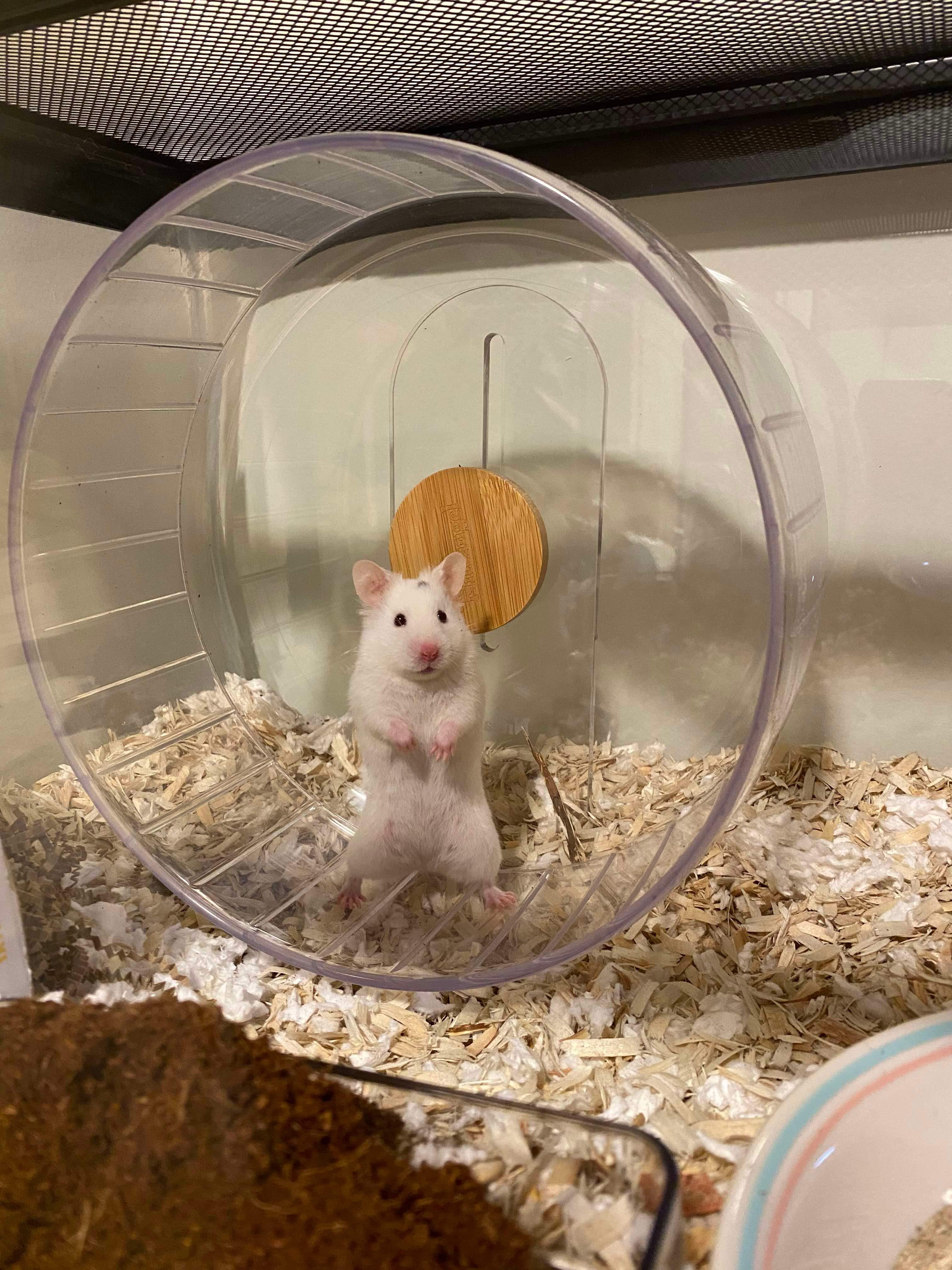 Enlarge Pearl, a Adopted Hamster in Higganum, CT image 4/4