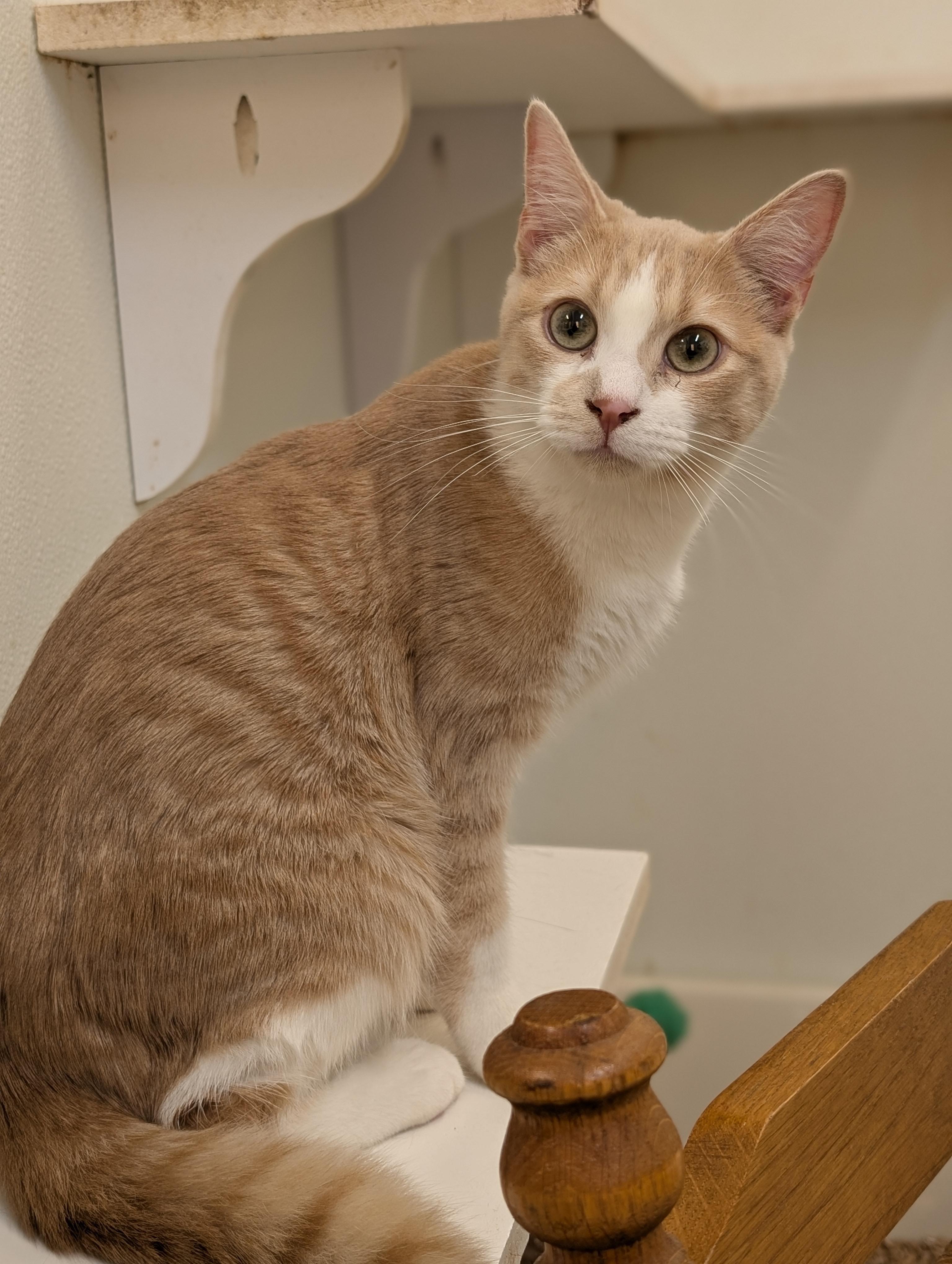 Enlarge Chattanooga, a ADOPTABLE Domestic Short Hair in Tilton, IL image 1/6