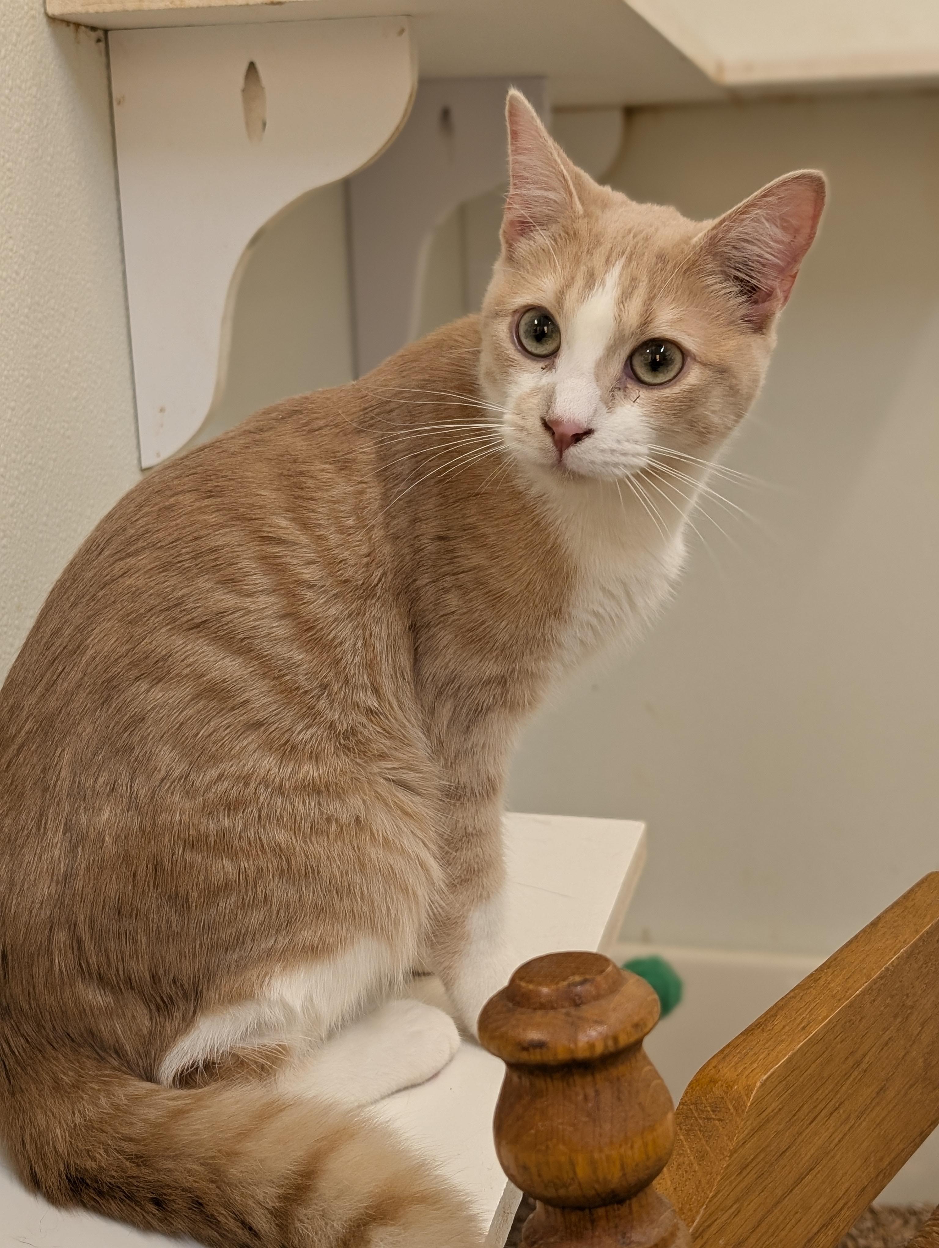 Enlarge Chattanooga, a ADOPTABLE Domestic Short Hair in Tilton, IL image 5/6