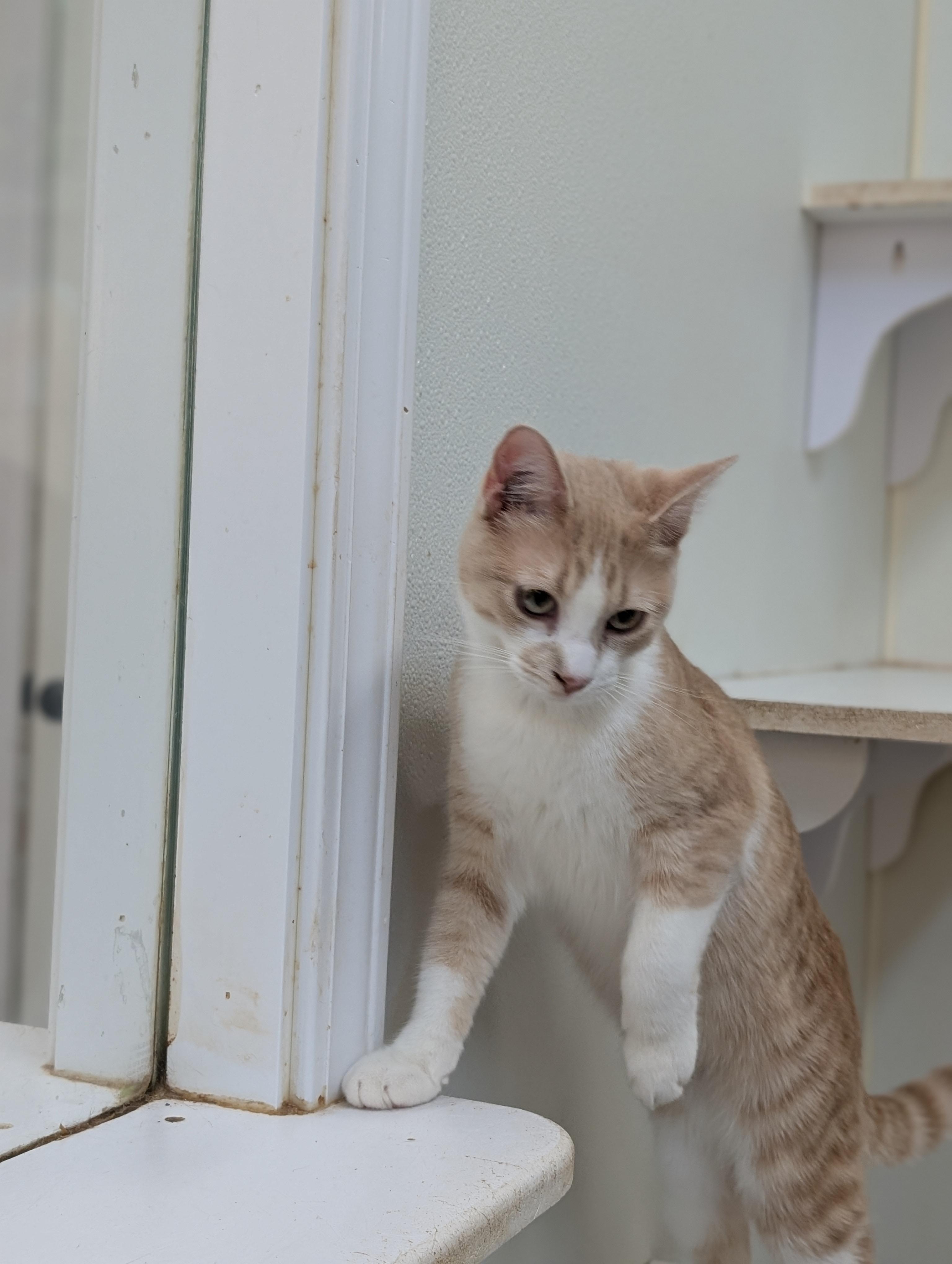 Enlarge Chattanooga, a ADOPTABLE Domestic Short Hair in Tilton, IL image 2/6