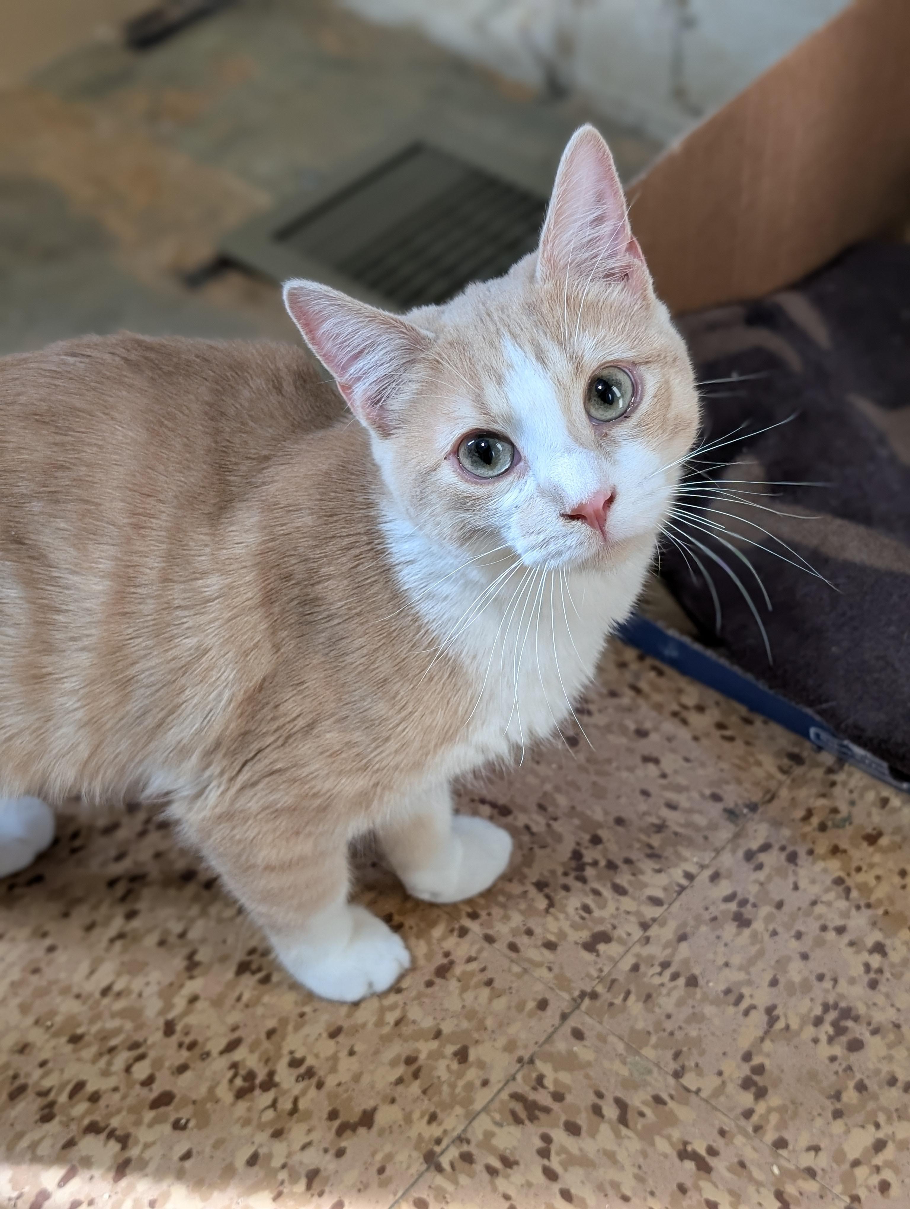 Enlarge Chattanooga, a ADOPTABLE Domestic Short Hair in Tilton, IL image 3/6