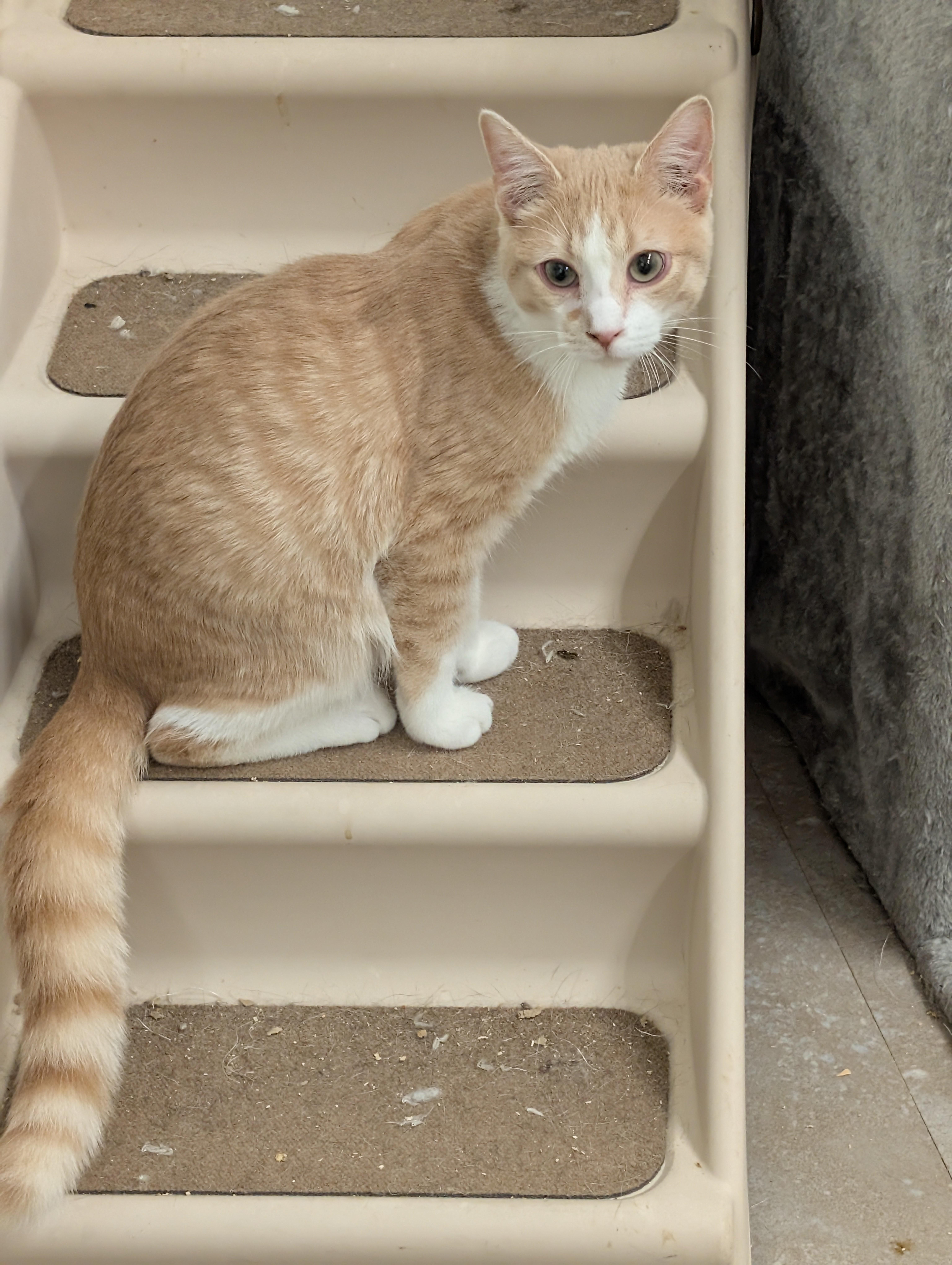 Enlarge Chattanooga, a ADOPTABLE Domestic Short Hair in Tilton, IL image 6/6