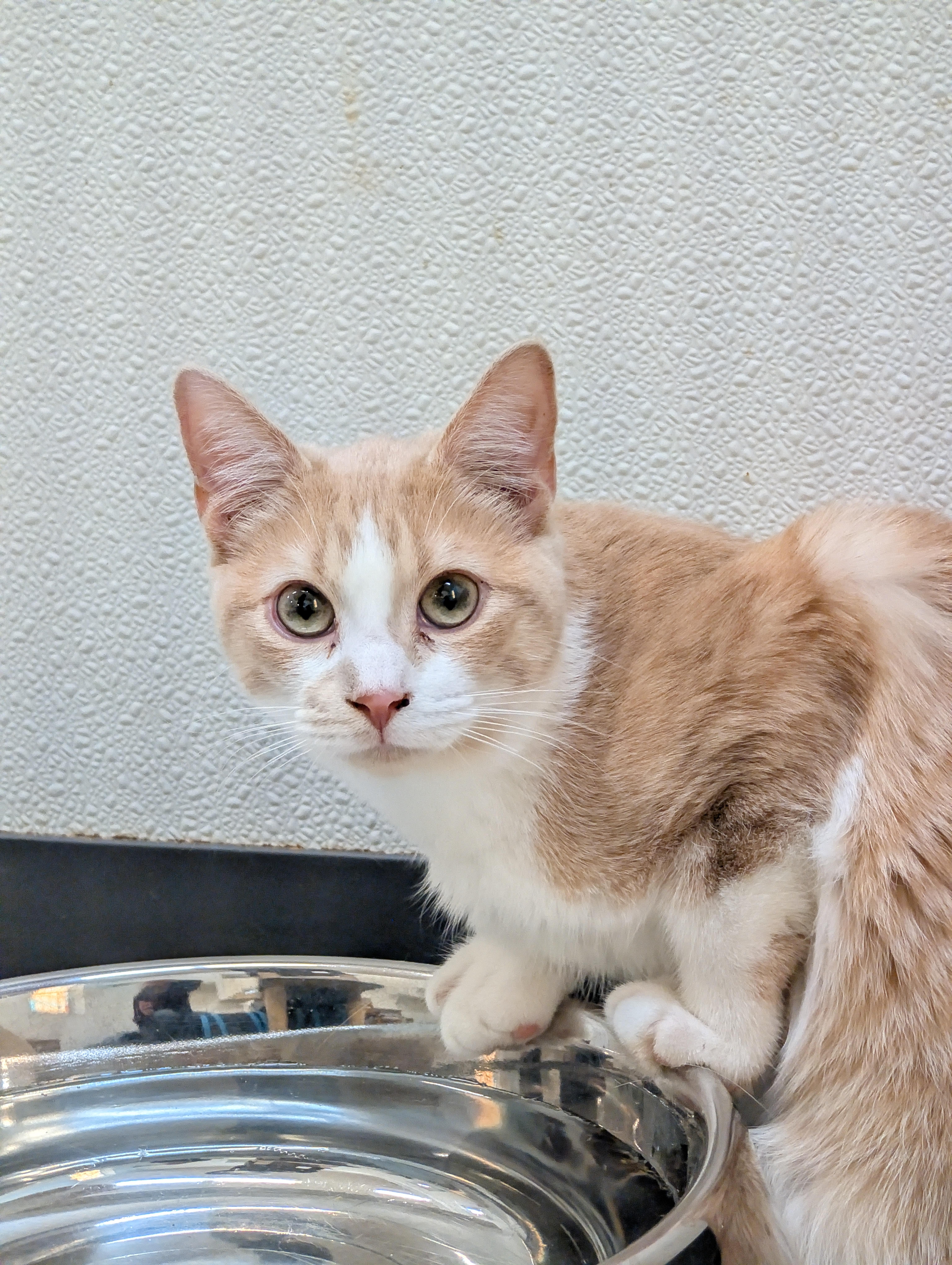 Enlarge Chattanooga, a ADOPTABLE Domestic Short Hair in Tilton, IL image 4/6