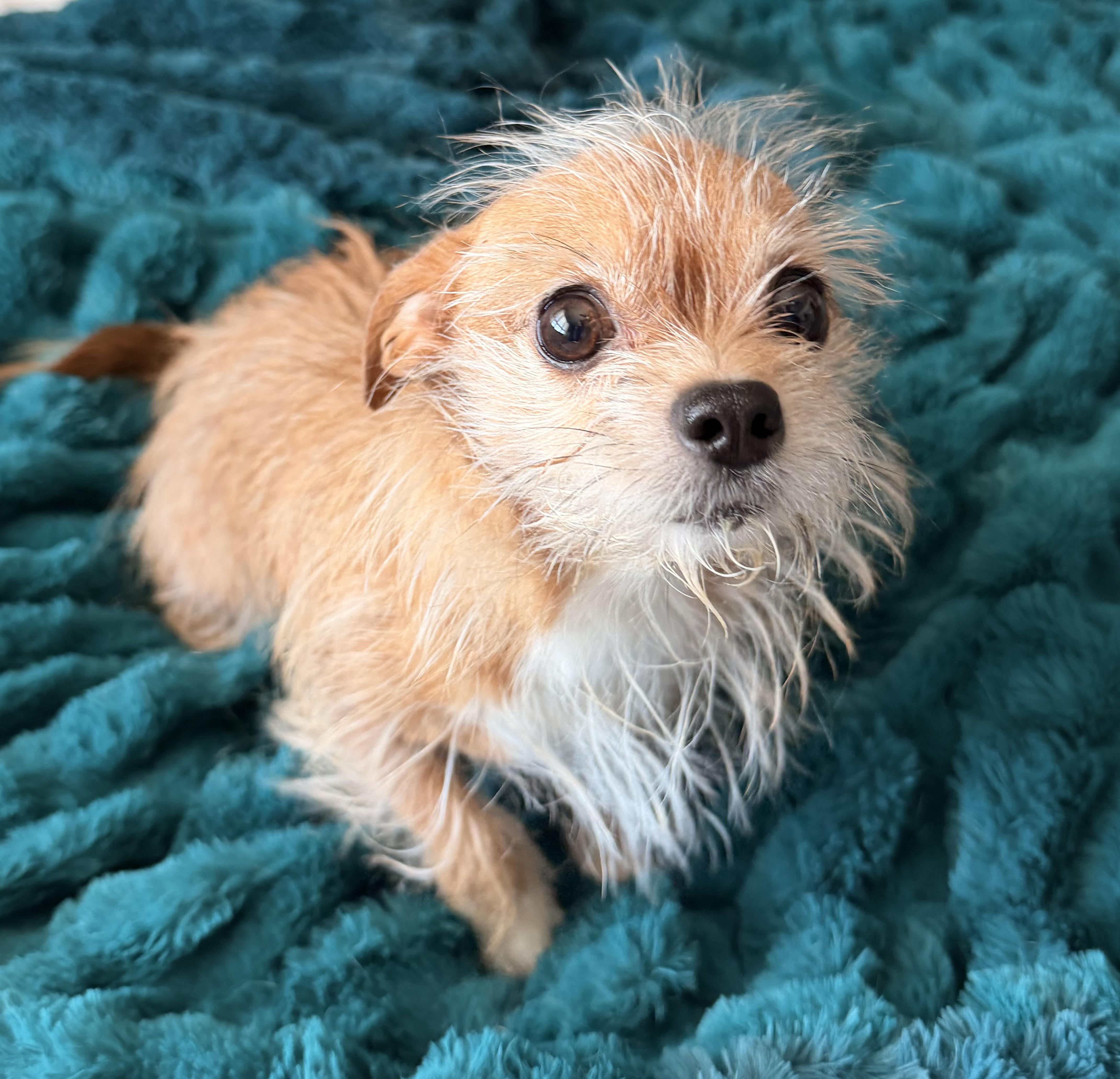 Enlarge Harper , an adopted mixed breed in North Freedom, WI image 2/5