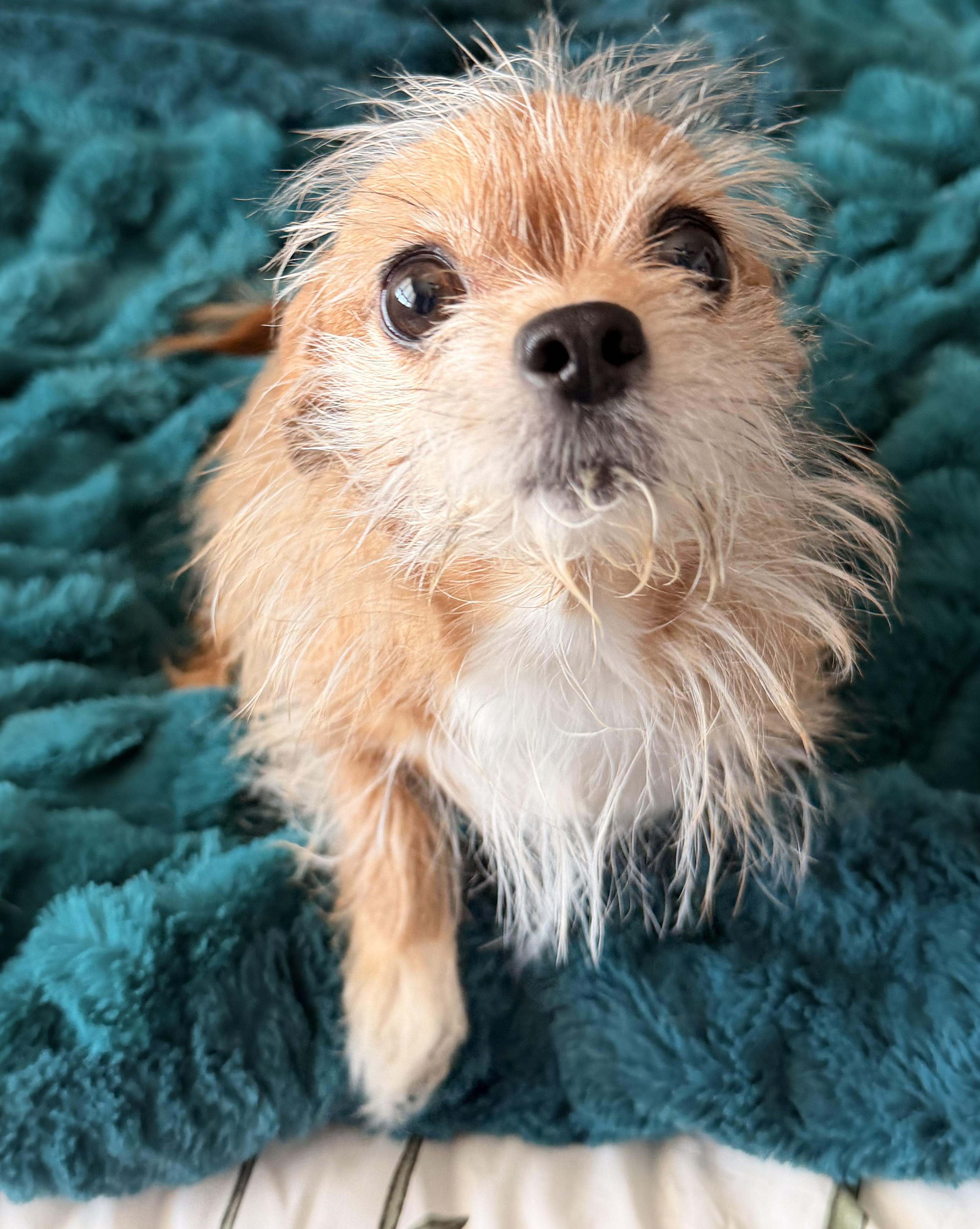 Harper , adopted, Young Female Chihuahua.