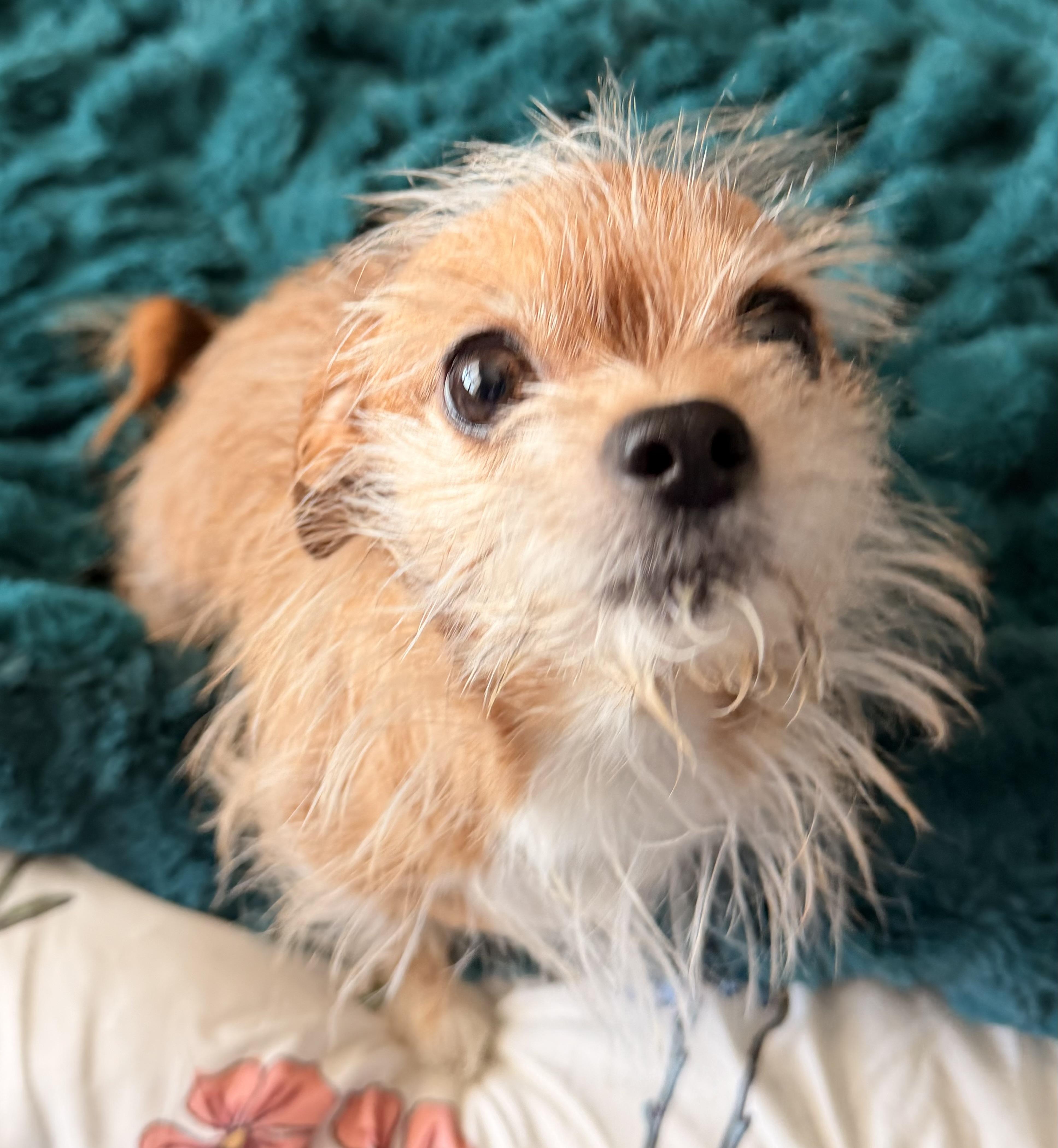 Enlarge Harper , an adopted mixed breed in North Freedom, WI image 3/5