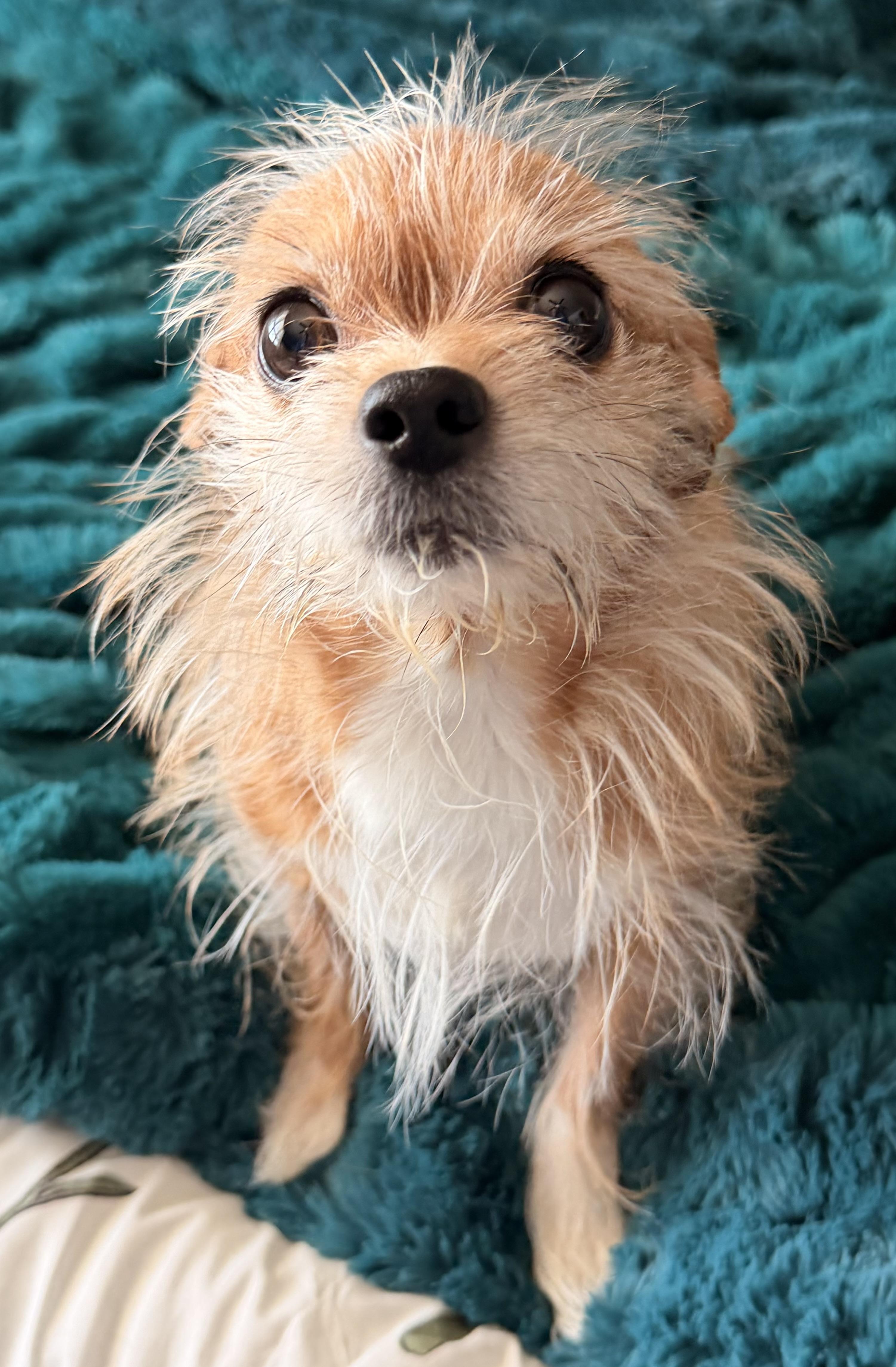 Enlarge Harper , an adopted mixed breed in North Freedom, WI image 5/5