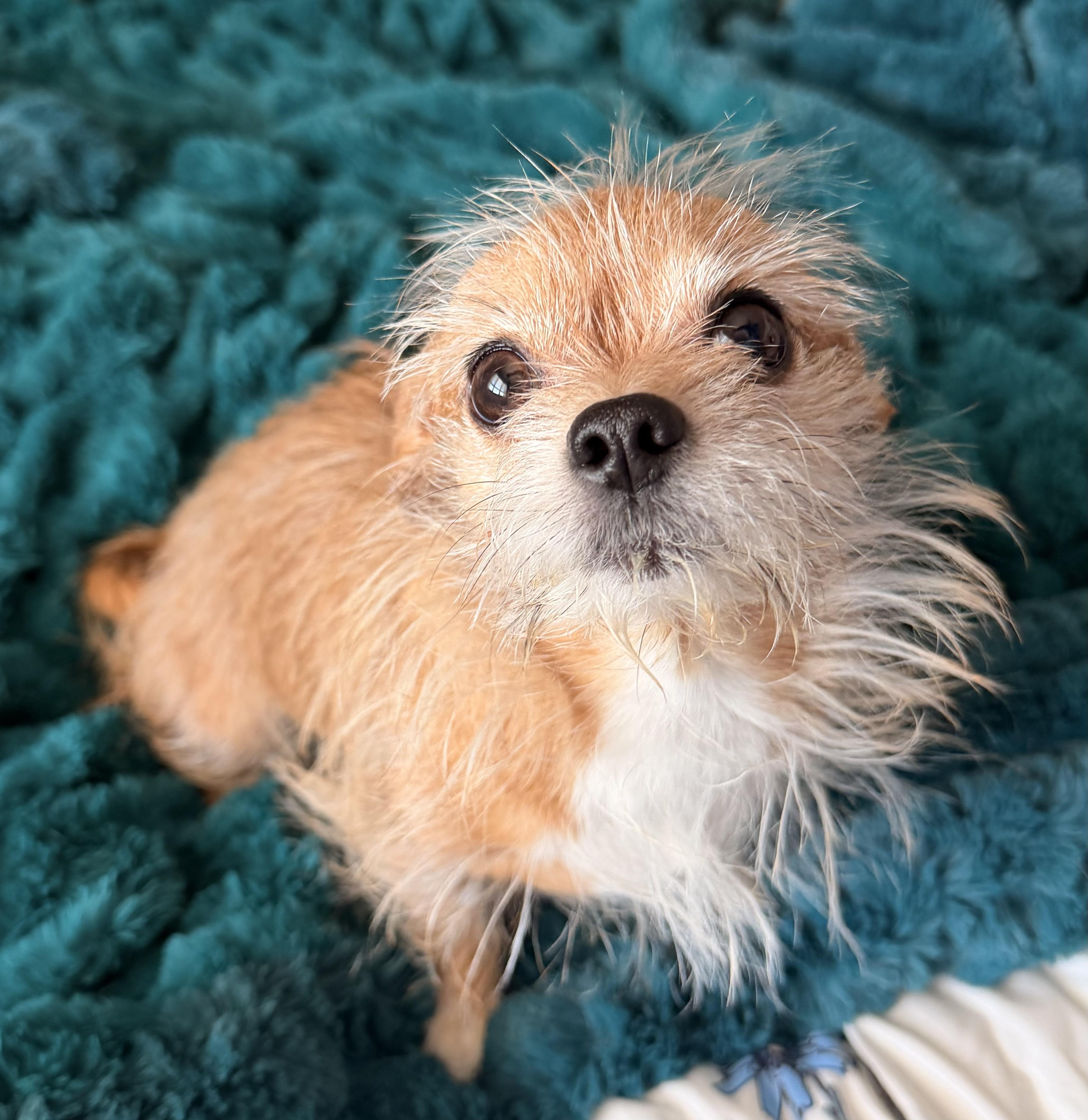 Enlarge Harper , an adopted mixed breed in North Freedom, WI image 4/5