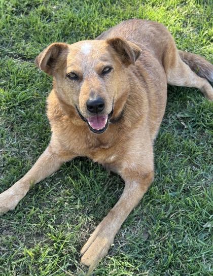 Tate, Adoptable, Adult Male Cattle Dog & Mixed Breed.