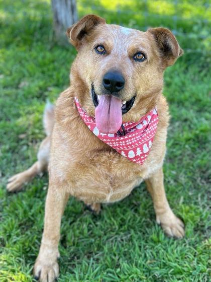 Enlarge Tate, a Adoptable mixed breed in San Antonio, TX image 1/3