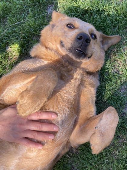 Enlarge Tate, a Adoptable mixed breed in San Antonio, TX image 3/6