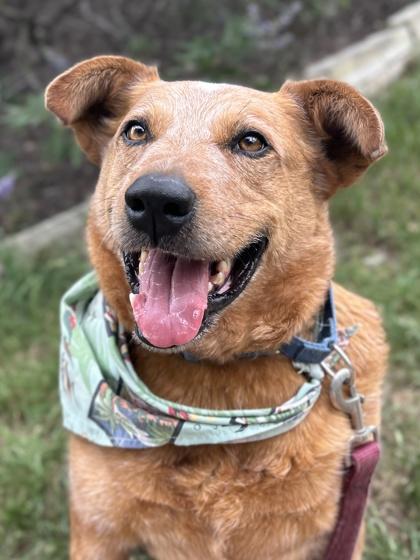 Enlarge Tate, a Adoptable mixed breed in San Antonio, TX image 2/3