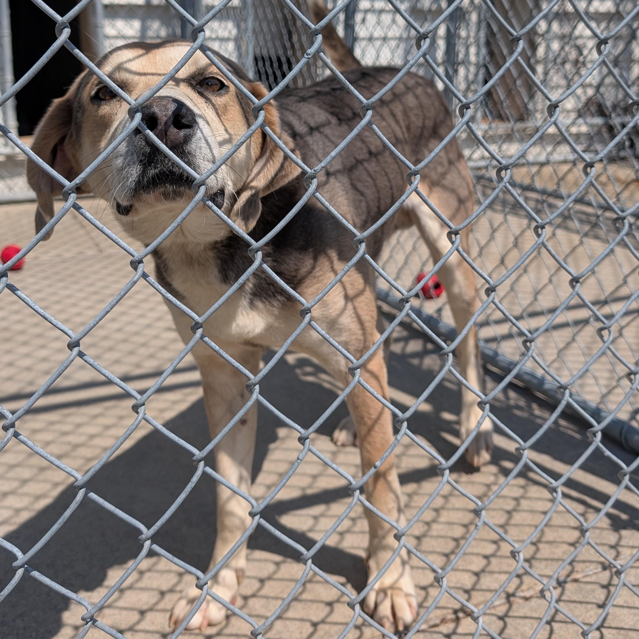 Enlarge 190086  Billy  LOOKING FOR OWNER, a ADOPTABLE Coonhound in Ravenna, OH image 1/2