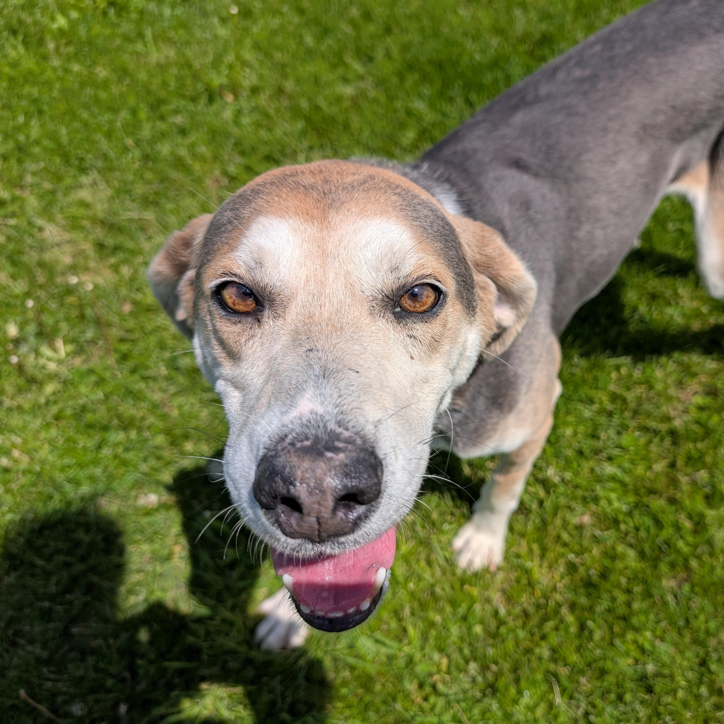 190086 Billy , ADOPTABLE, Adult Male Coonhound.