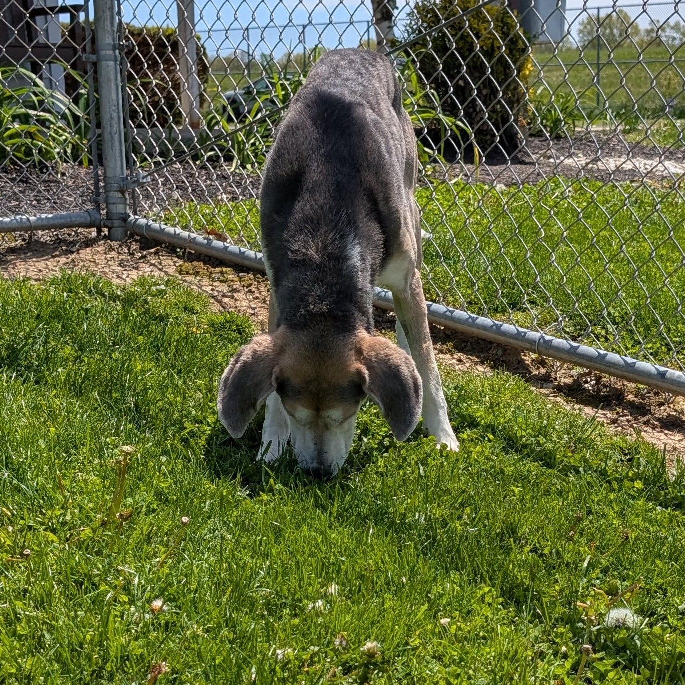 Enlarge 190086  Billy  , a ADOPTABLE Coonhound in Ravenna, OH image 2/6