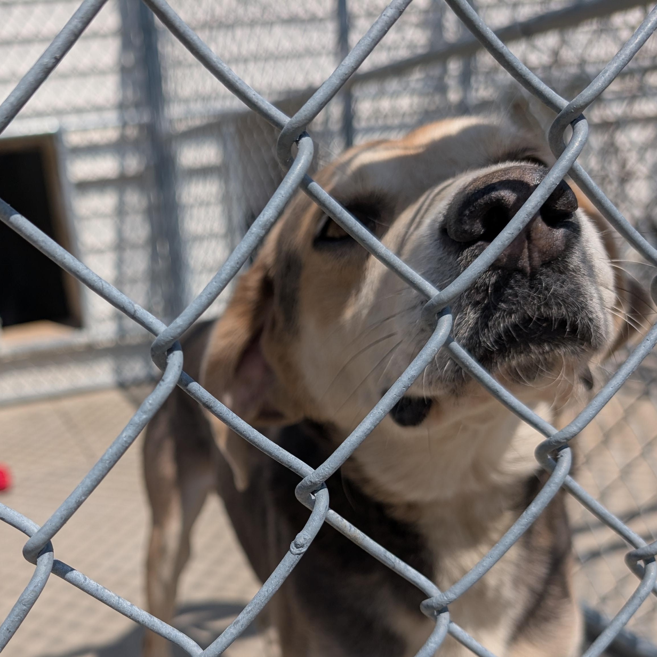 Enlarge 190086  Billy  LOOKING FOR OWNER, a ADOPTABLE Coonhound in Ravenna, OH image 2/2