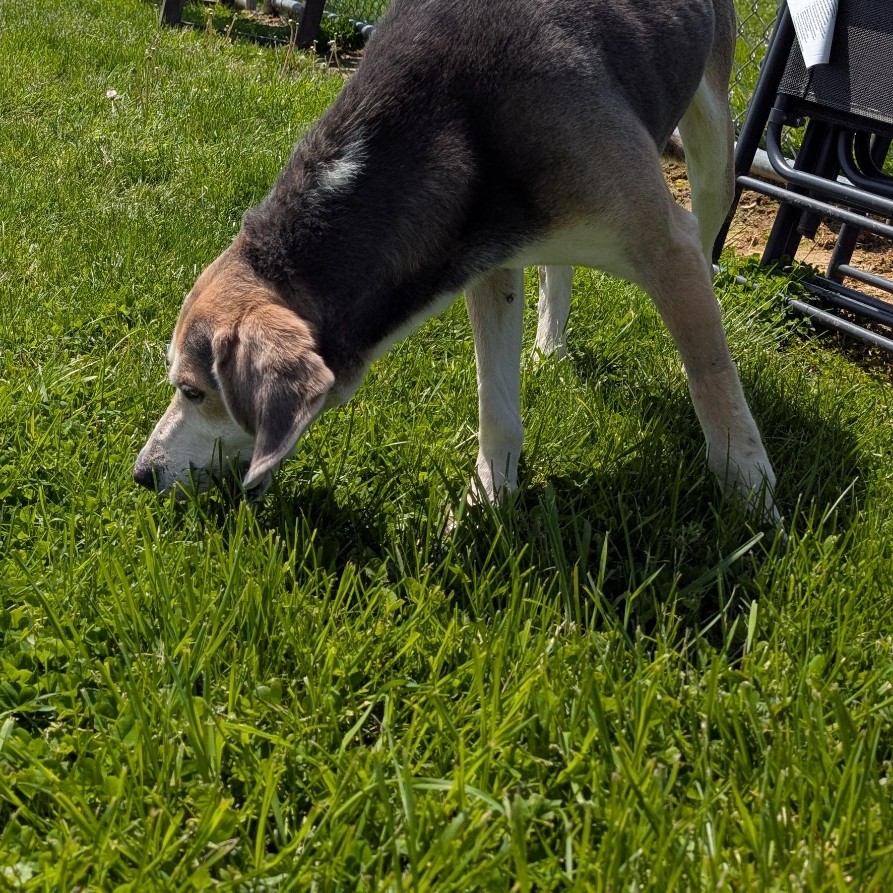 Enlarge 190086  Billy  , a ADOPTABLE Coonhound in Ravenna, OH image 4/6