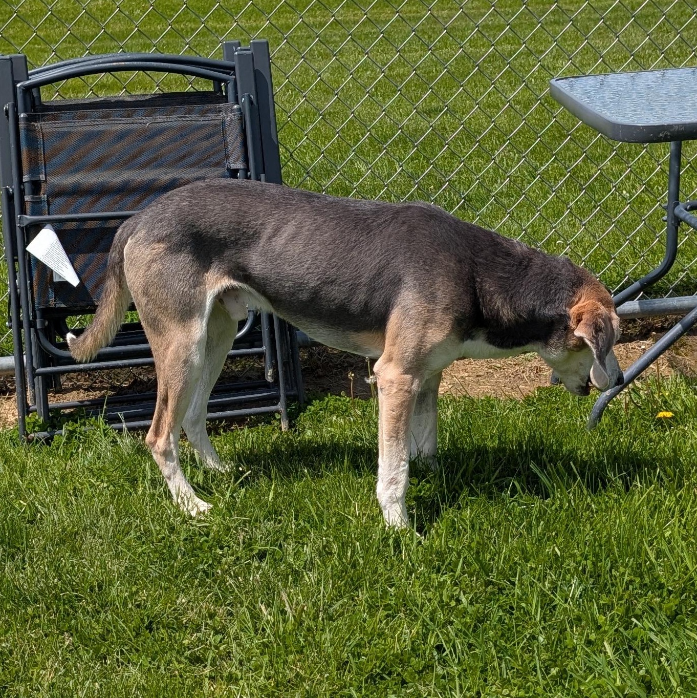 Enlarge 190086  Billy  , a ADOPTABLE Coonhound in Ravenna, OH image 3/6