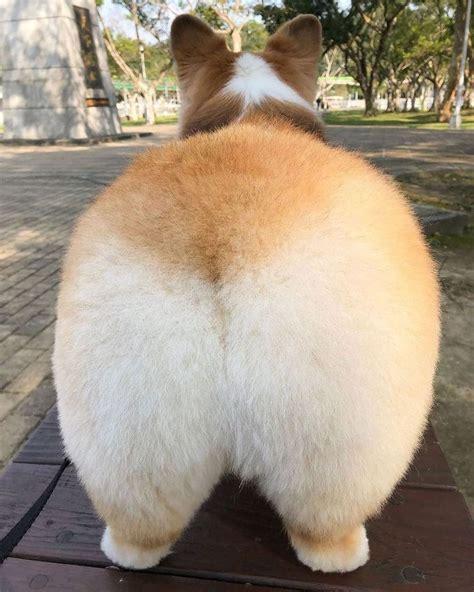 Rosie, an adopted Corgi in Salem, OR image 5/6