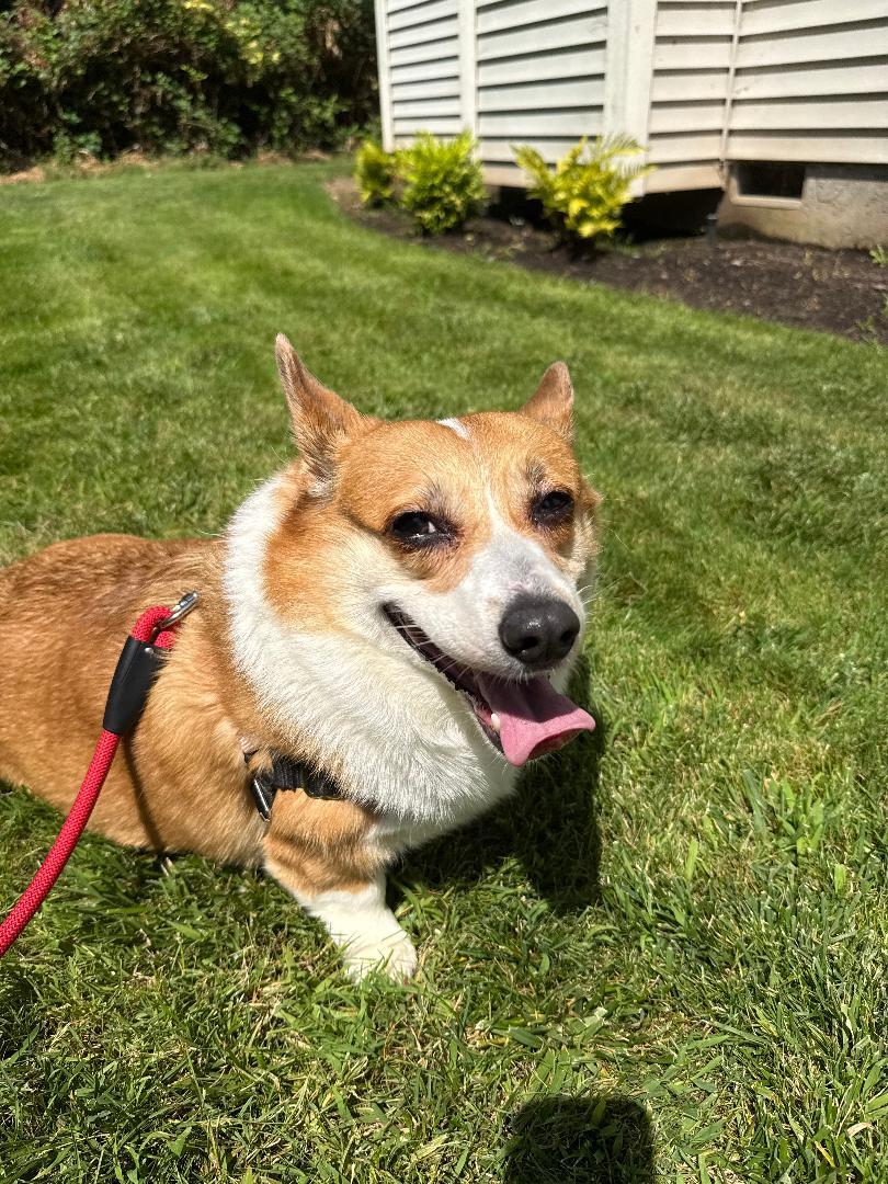 Rosie, an adopted Corgi in Salem, OR image 3/6