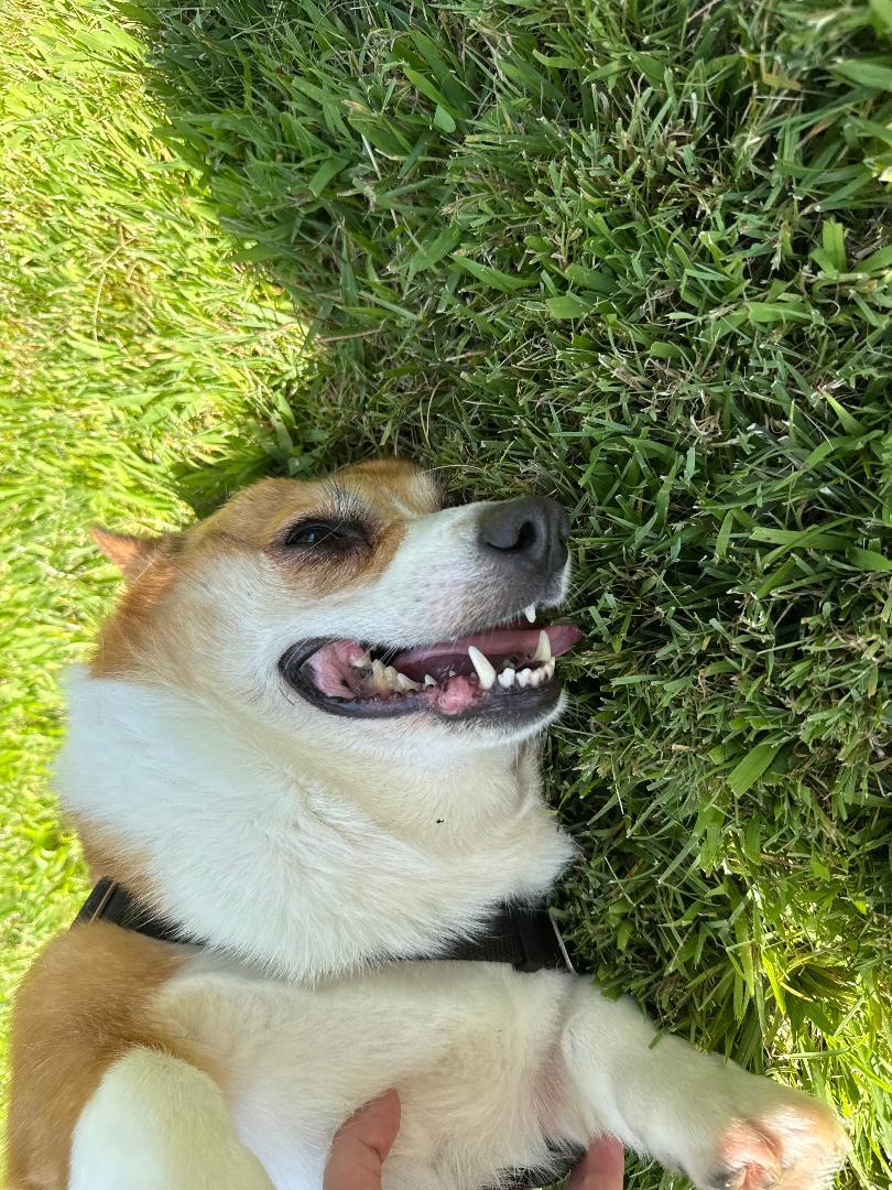 Rosie, an adopted Corgi in Salem, OR image 4/6