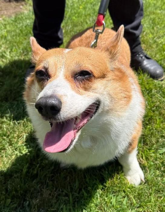 Rosie, adopted, Adult Female Corgi.