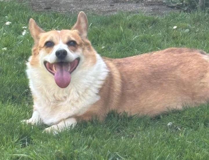 Rosie, an adopted Corgi in Salem, OR image 2/6