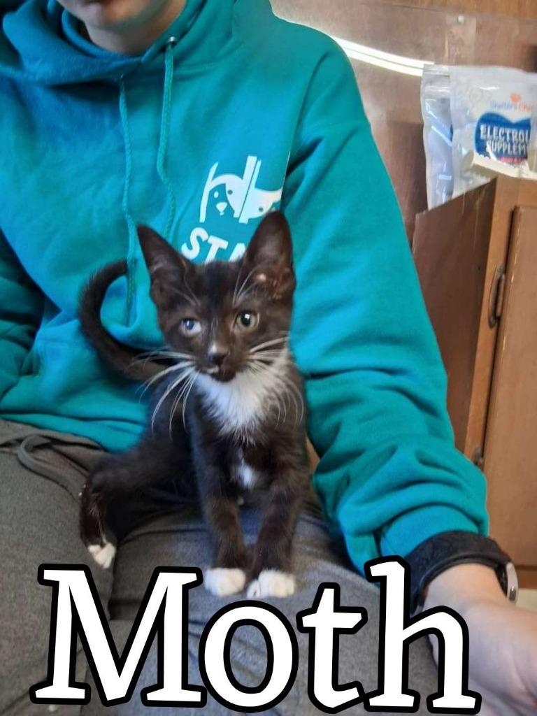 Moth, Adoptable, Kitten Female Domestic Short Hair.