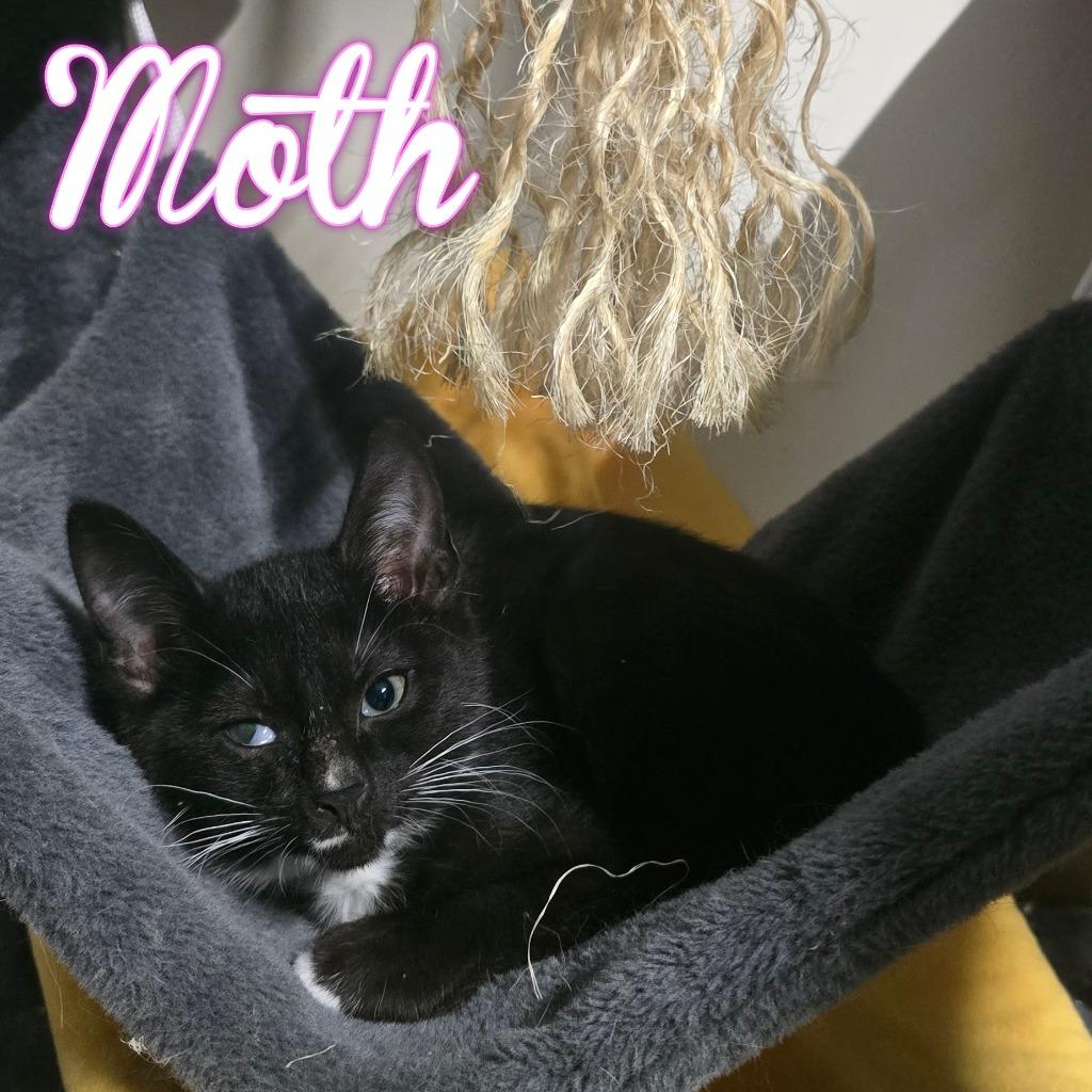 Enlarge Moth, a Adoptable Domestic Short Hair in Hillsboro, OH image 2/4