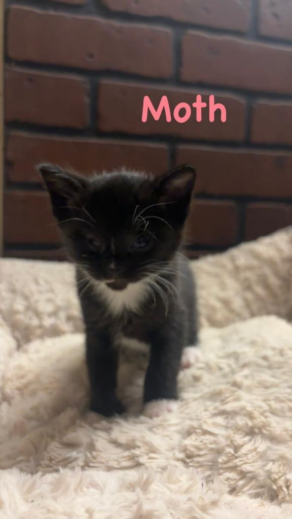 Enlarge Moth, a Adoptable Domestic Short Hair in Hillsboro, OH image 3/4