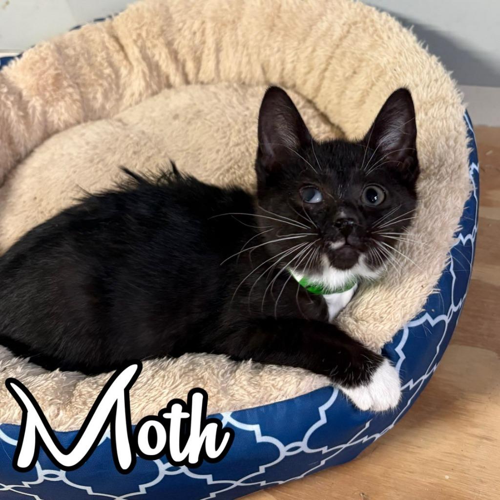 Enlarge Moth, a Adoptable Domestic Short Hair in Hillsboro, OH image 4/4