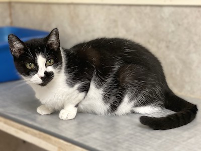 Suzie Q — thumbnail 2