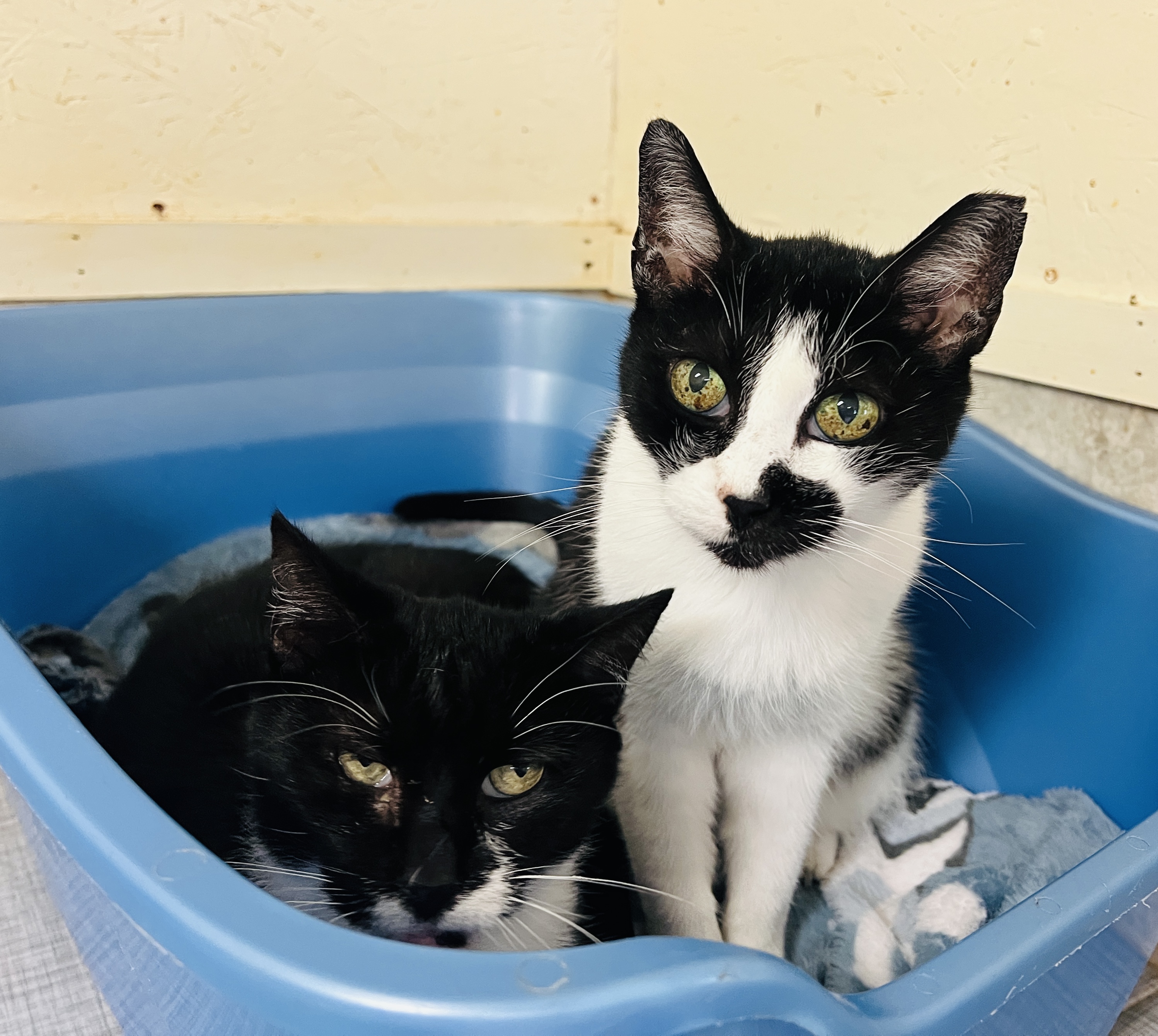 Suzie Q — thumbnail 3